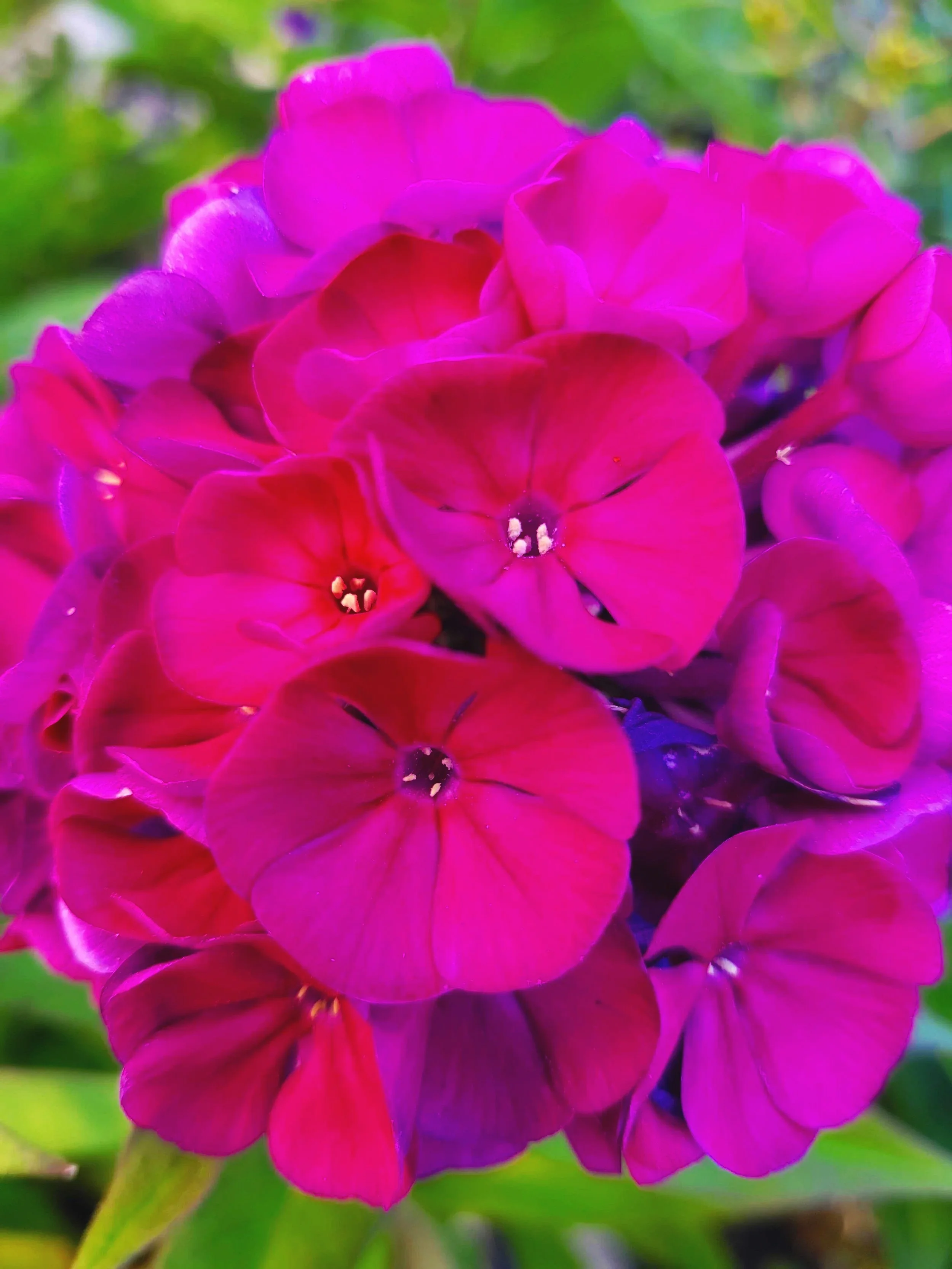 Close-up of vibrant pink and purple African violets with green leaves in the background.