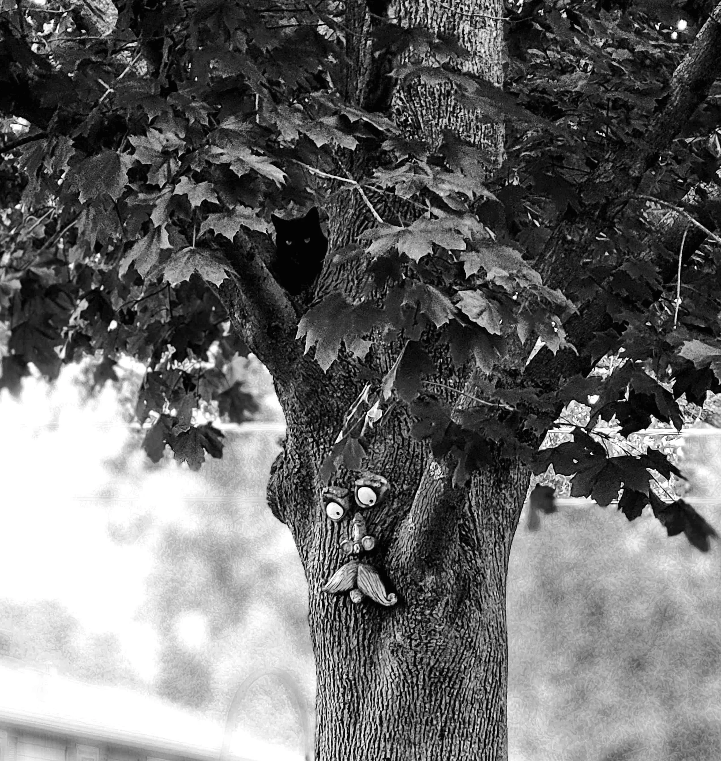 Black cat with white eyes sitting behind dense leaves and branches of a tree in a black and white photo.
