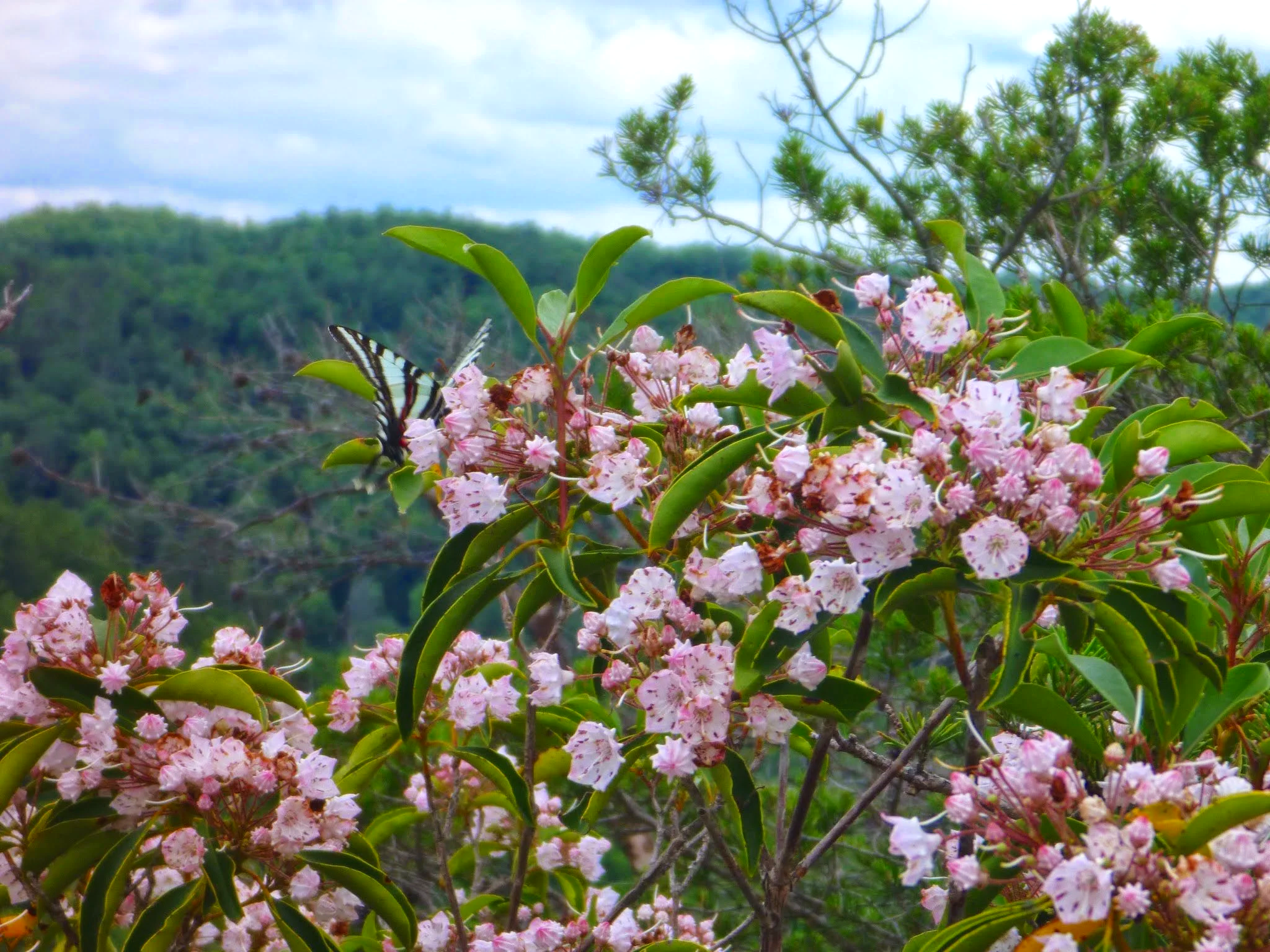 Pink mountain laurel and a butterfly perched on a flower in a natural outdoor setting with hills and a cloudy sky in the background.