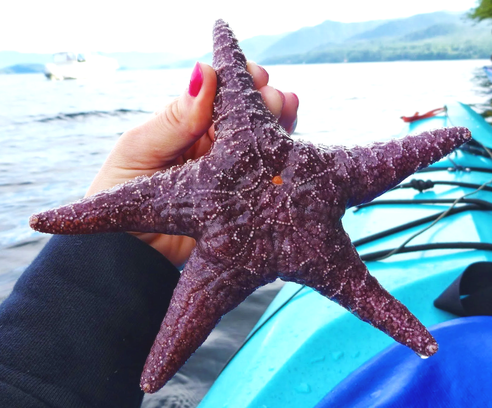 Person holding a purple starfish on a boat or kayak with water and mountains in the background.