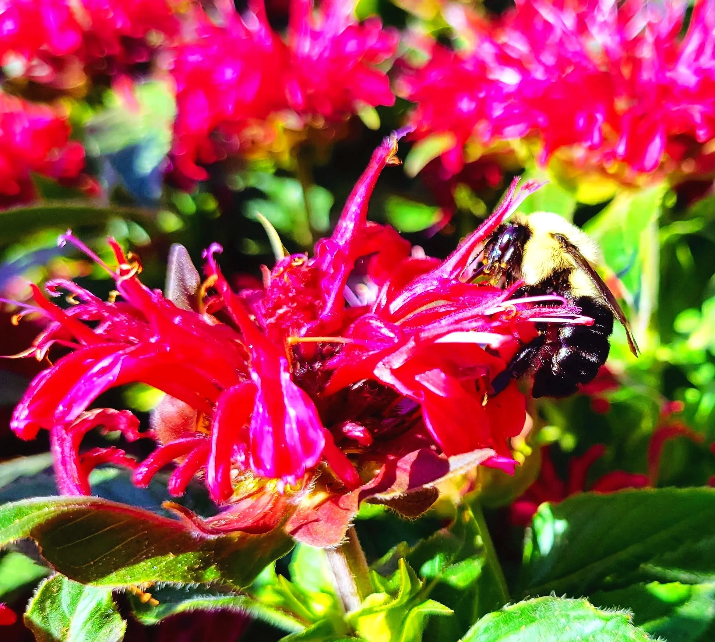 Close-up of a vibrant pink flower with a bee collecting nectar.