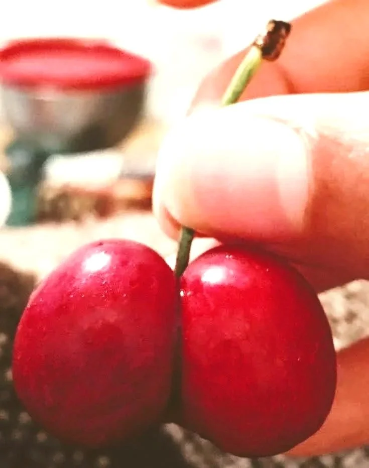 Close-up of a hand holding a cherry by its stem, with two more cherries that look like a butt are attached against a blurred background.