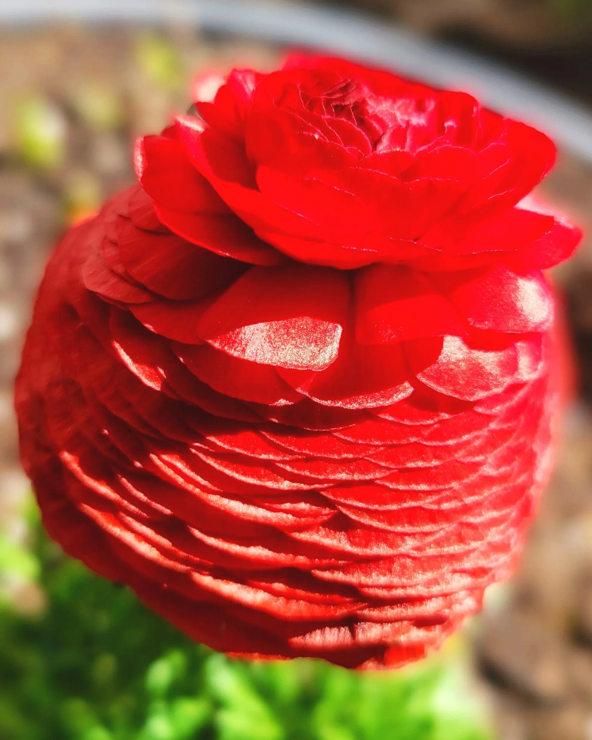 Close-up of a bright red ranunculus  with layered petals and a blurred green background. Tritanopia Collection