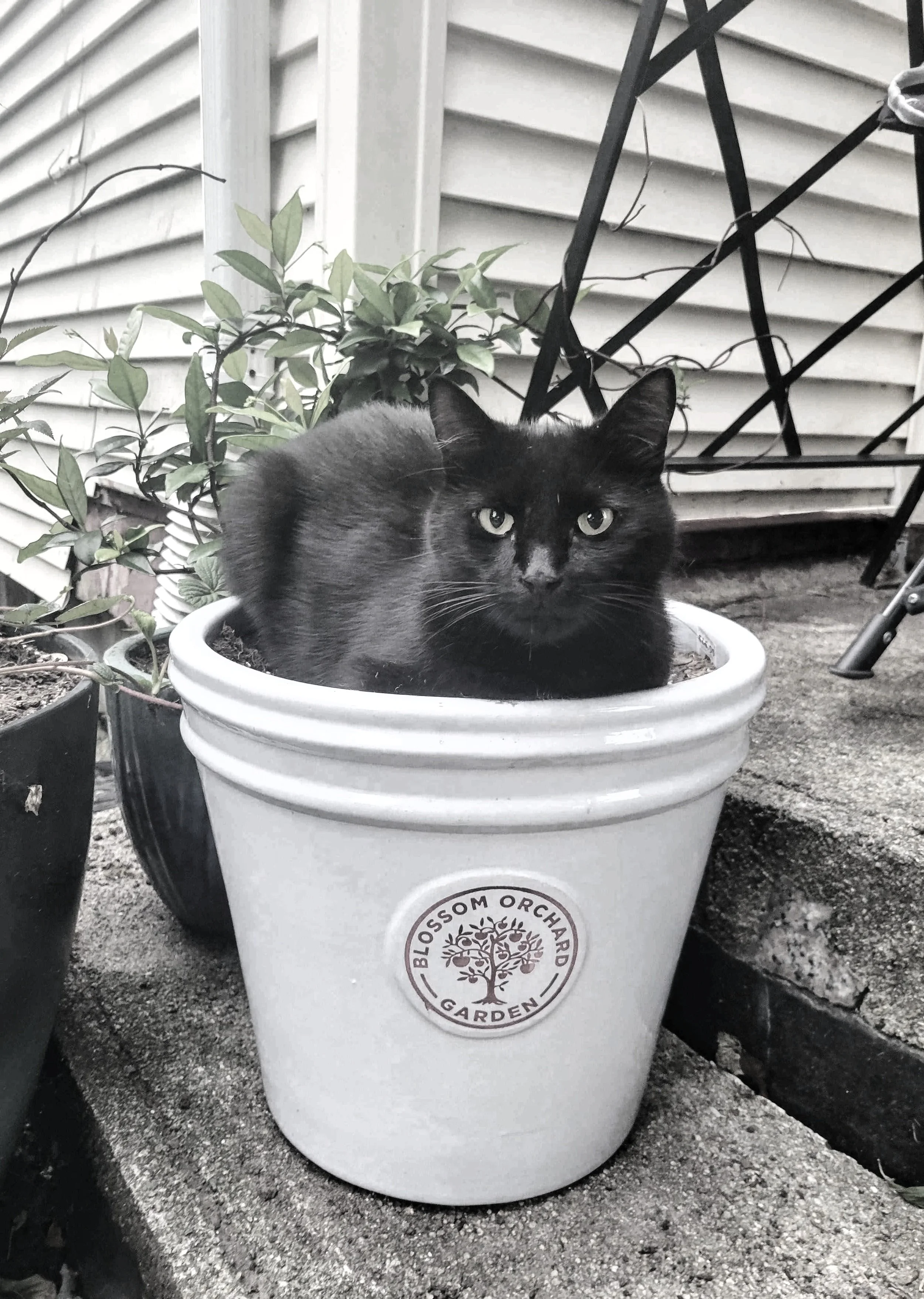 A black cat lying inside a white flowerpot with a Blossom Orchard Garden logo.