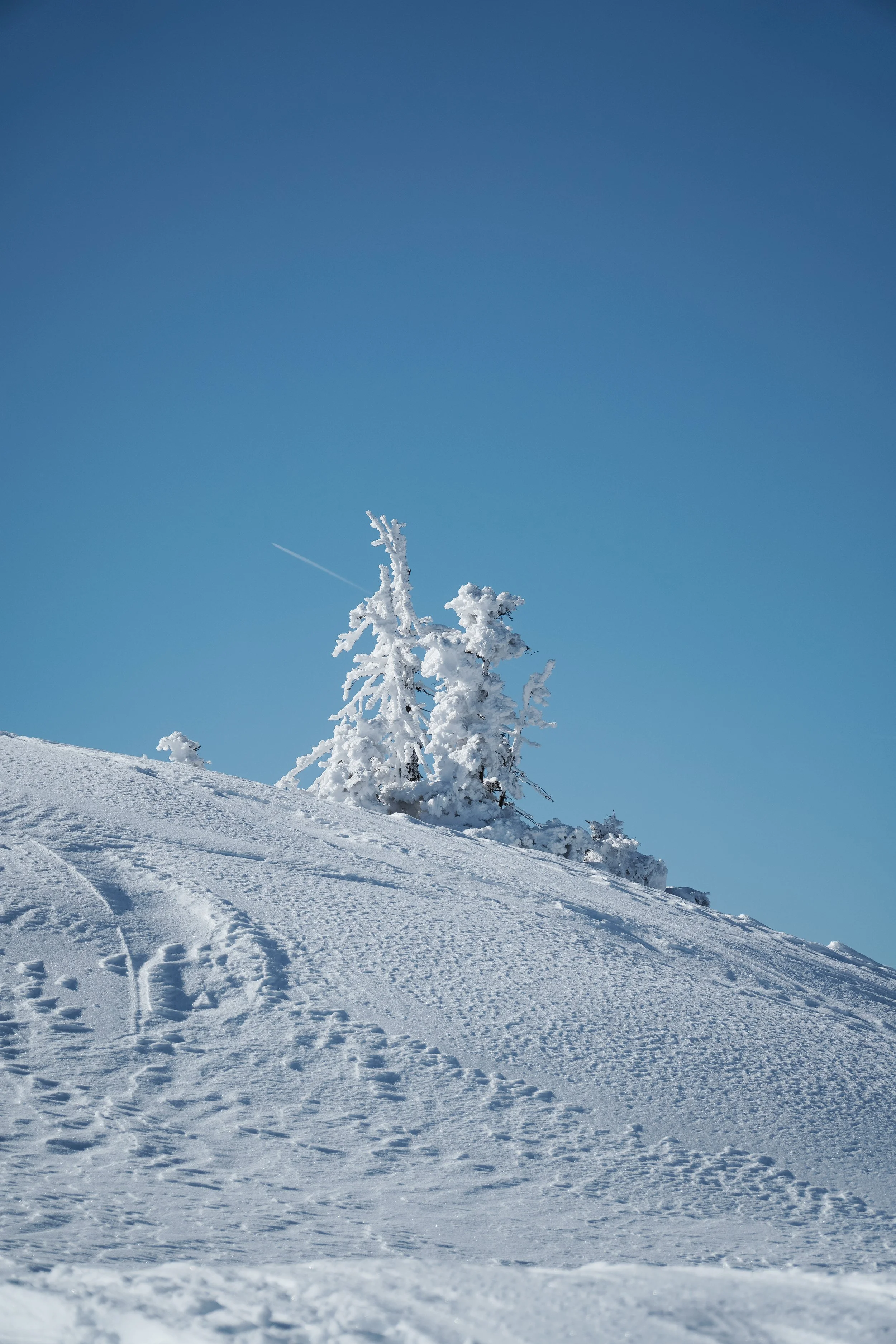Schneebedeckte Berge mit vereisten Bäumen unter einem klaren blauen Himmel.
