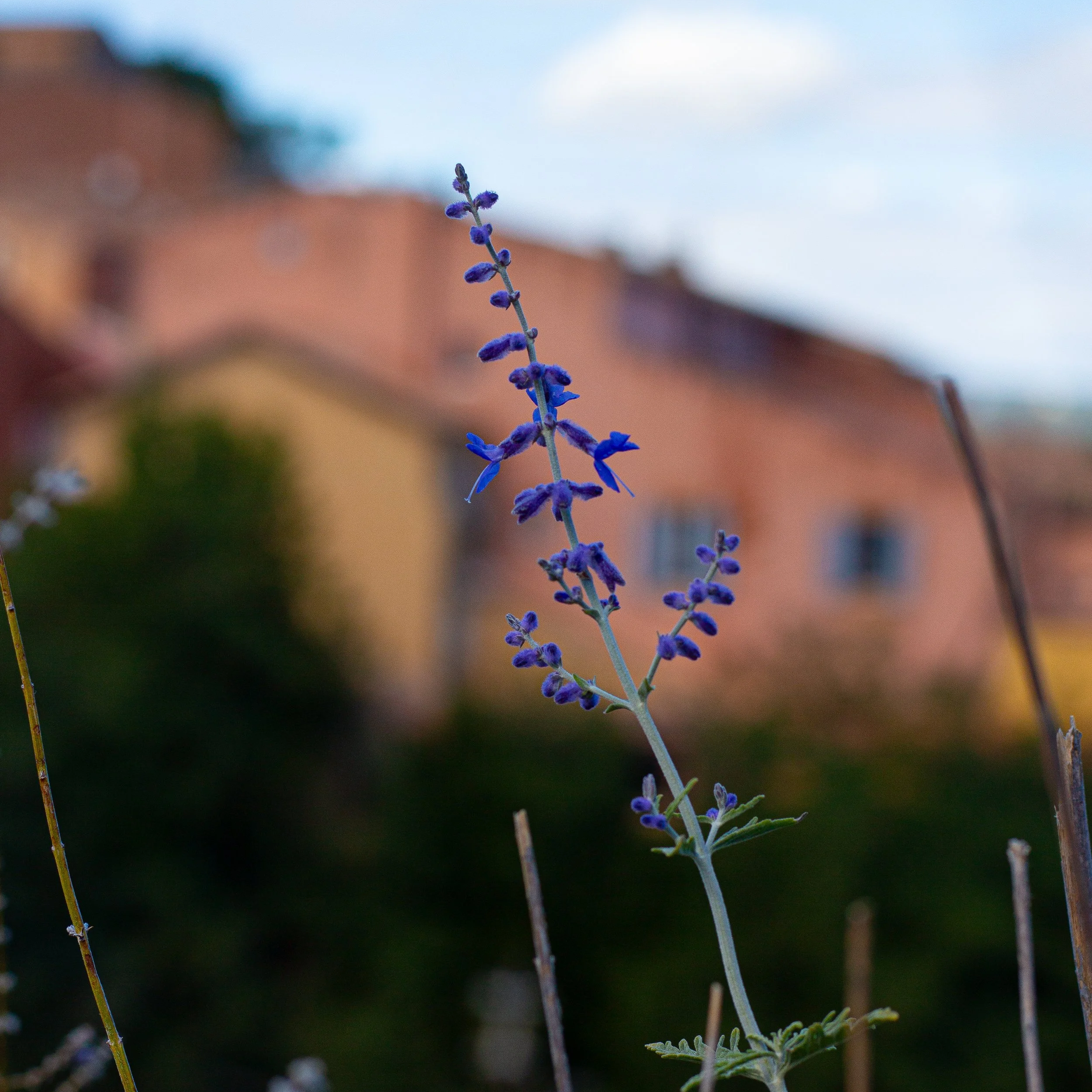 Fleur violette en gros plan avec bâtiments flous en arrière-plan.
