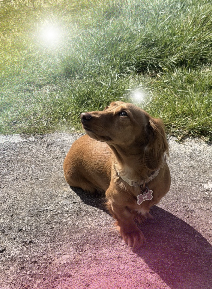 Animal Reiki