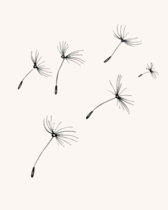 Dandelion seeds in flight