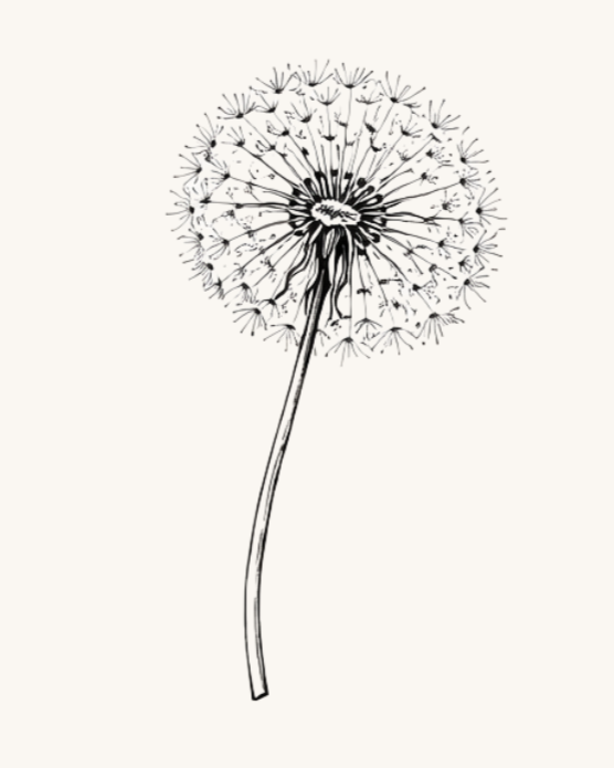 hand-drawn dandelion