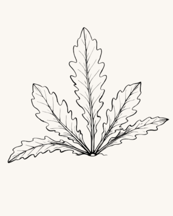 Hand-drawn leaves