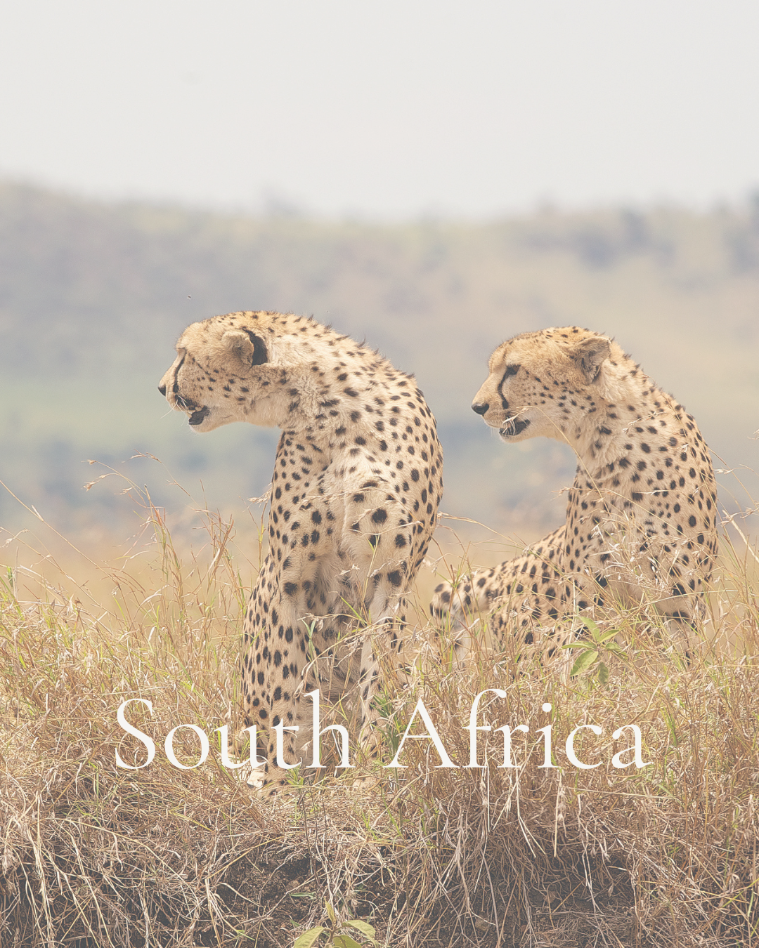 South Africa strategy report Q3 2o26