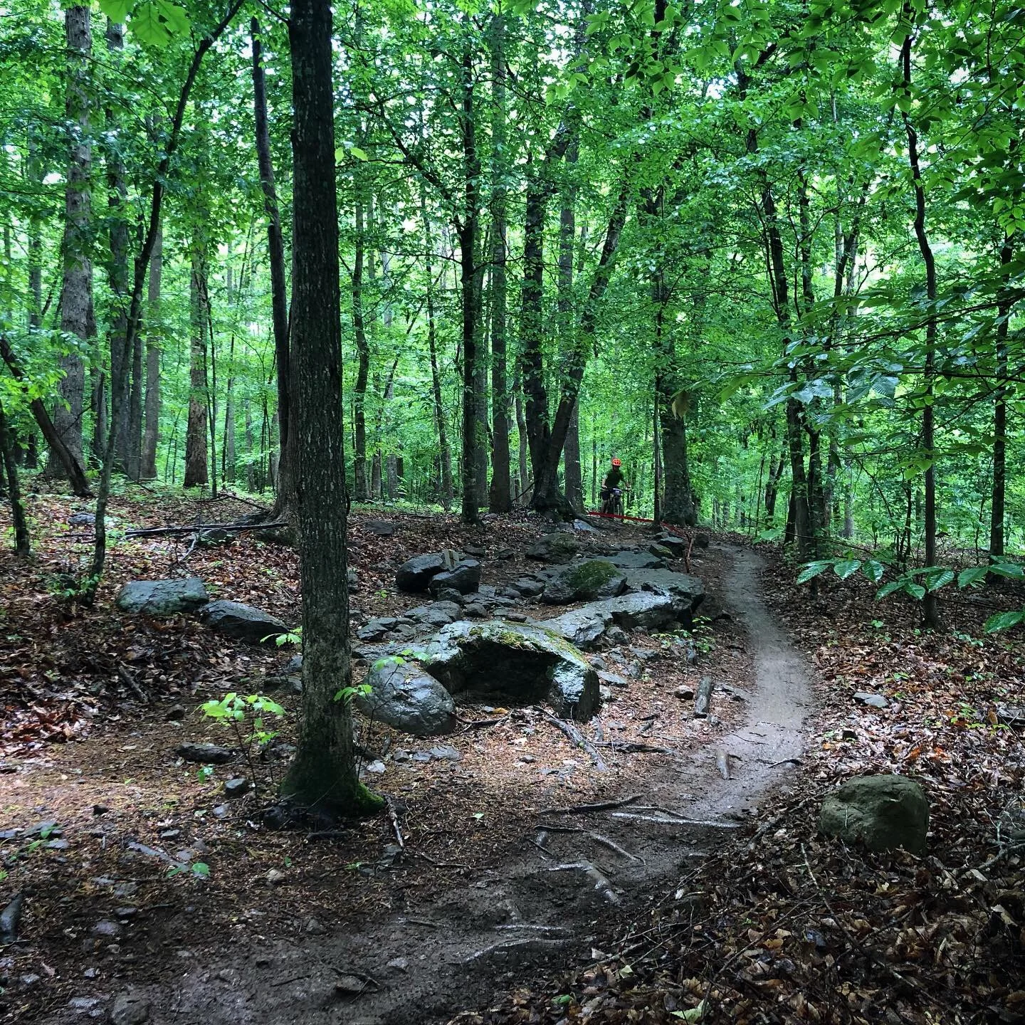 A forest trail with rocks and dirt, surrounded by green trees; a person wearing a helmet is visible in the distance riding a bicycle.
