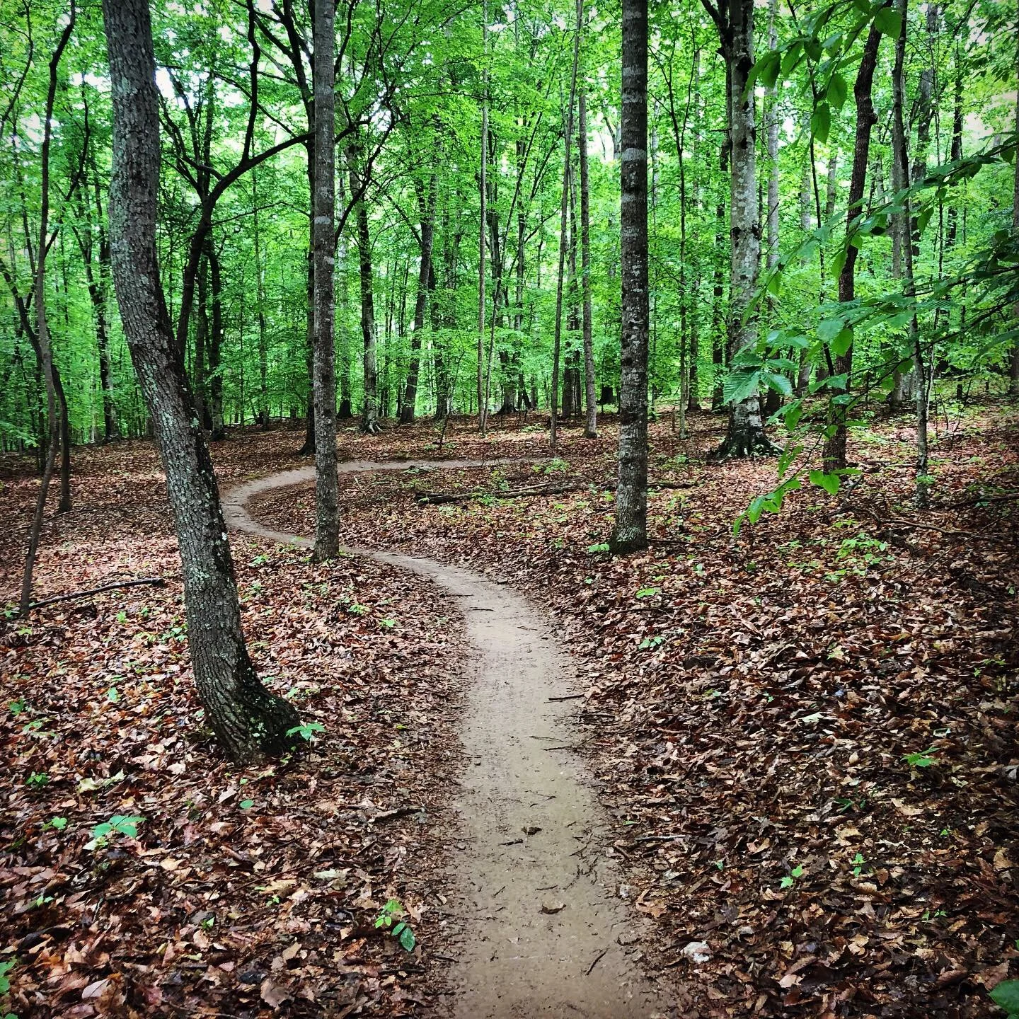 A winding single track mountain bike trail in Mayodan NC through a dense green forest with tall trees and a mix of leafy and bare ground.