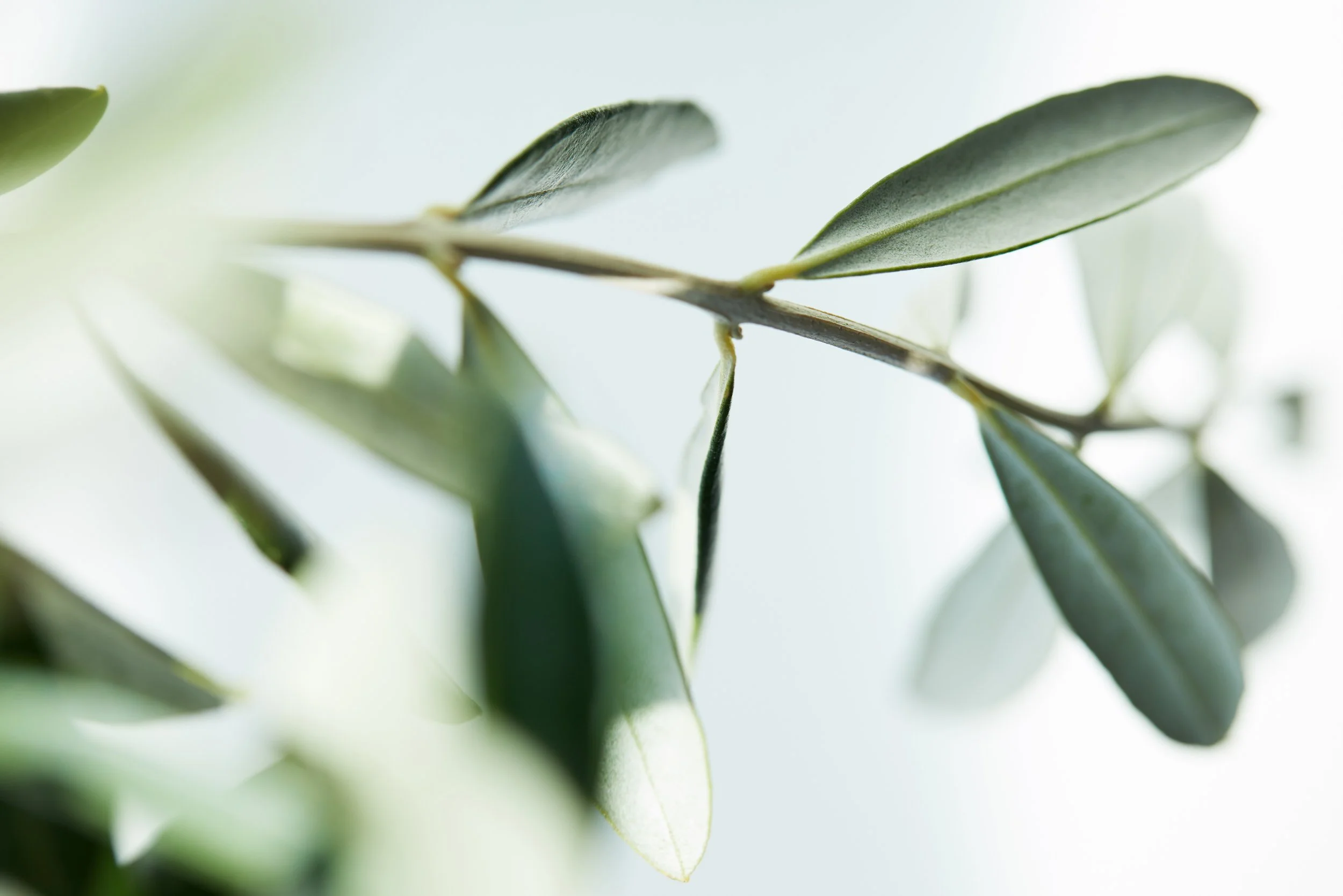 Close-up of green olive leaves on a branch.