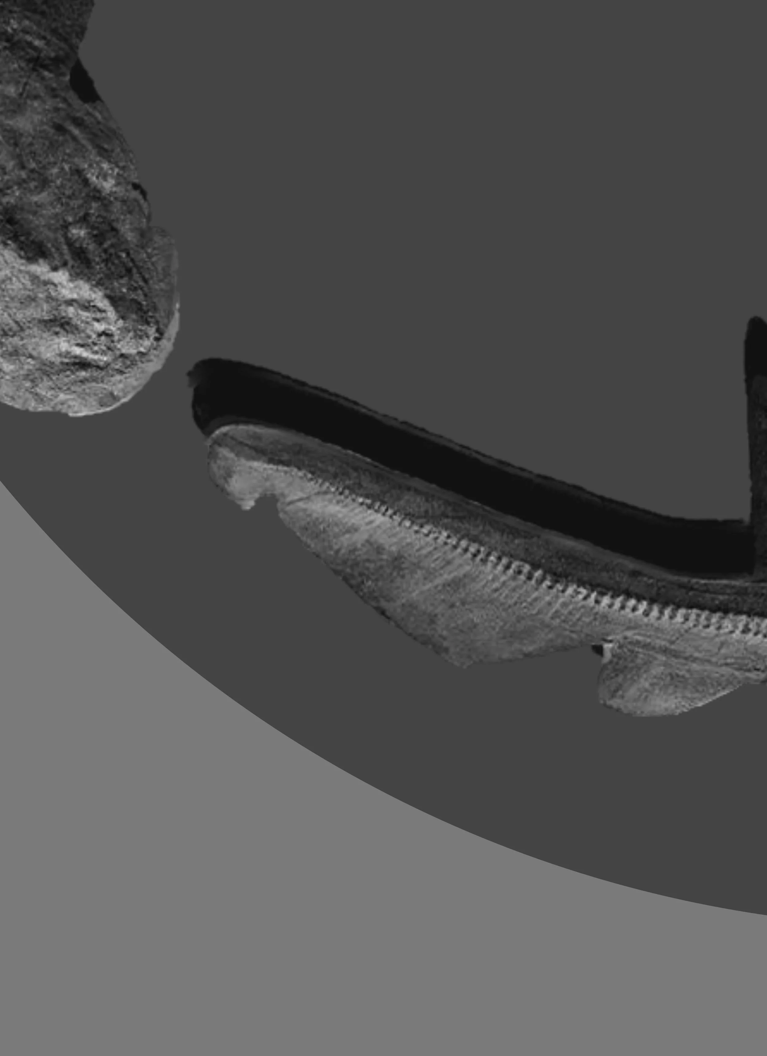 Follow The Stonefish 3856x5309.jpg