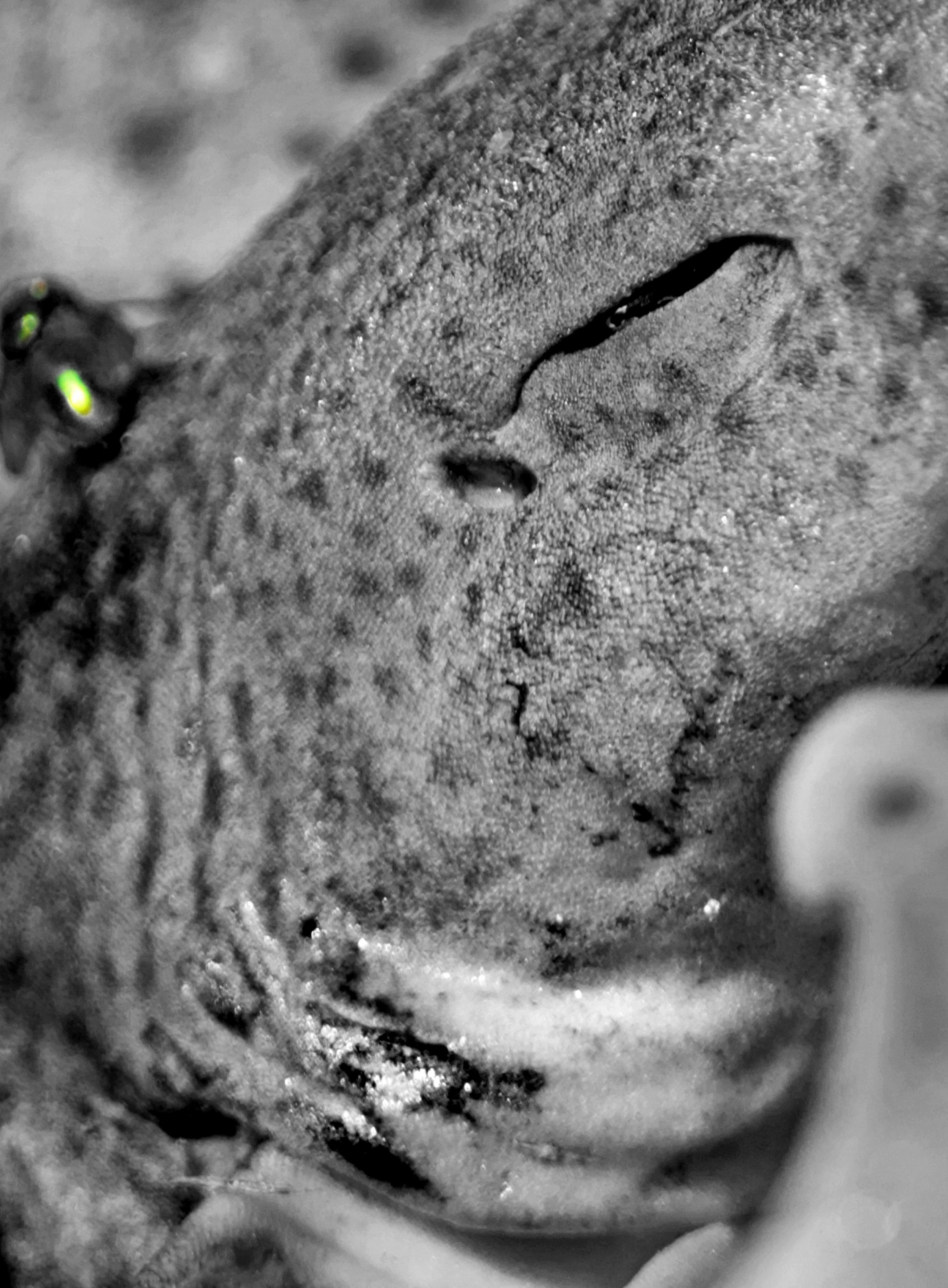 Human Waste 2410x3275.jpg