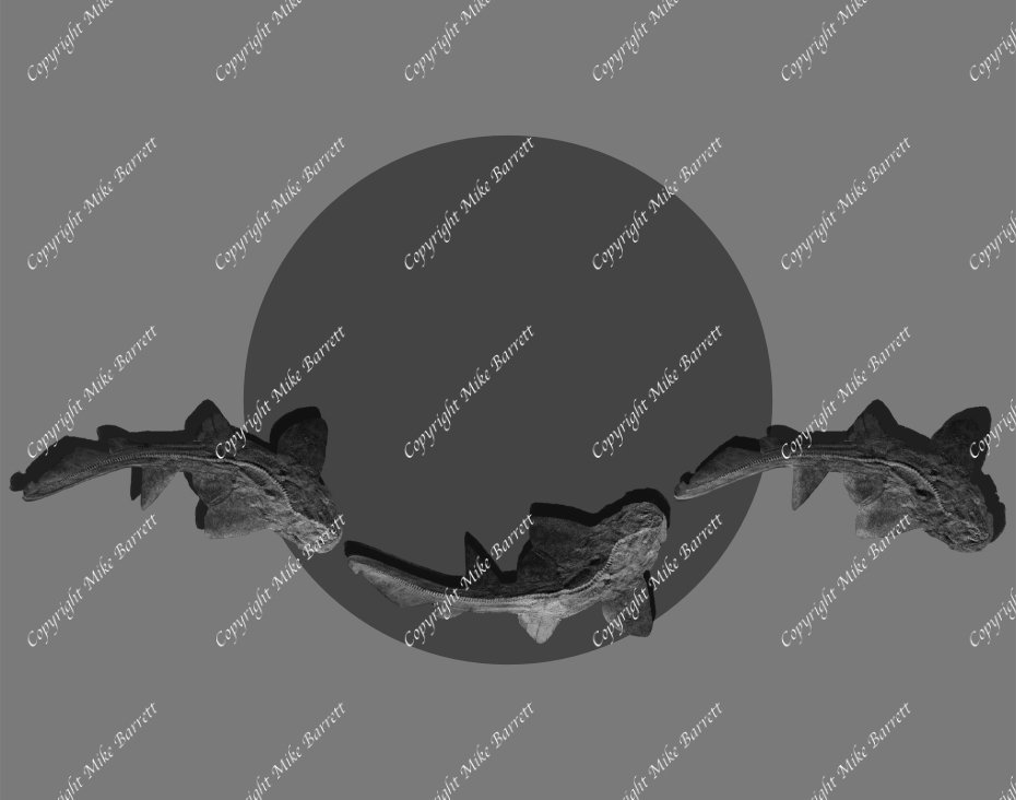 Follow The Stonefish