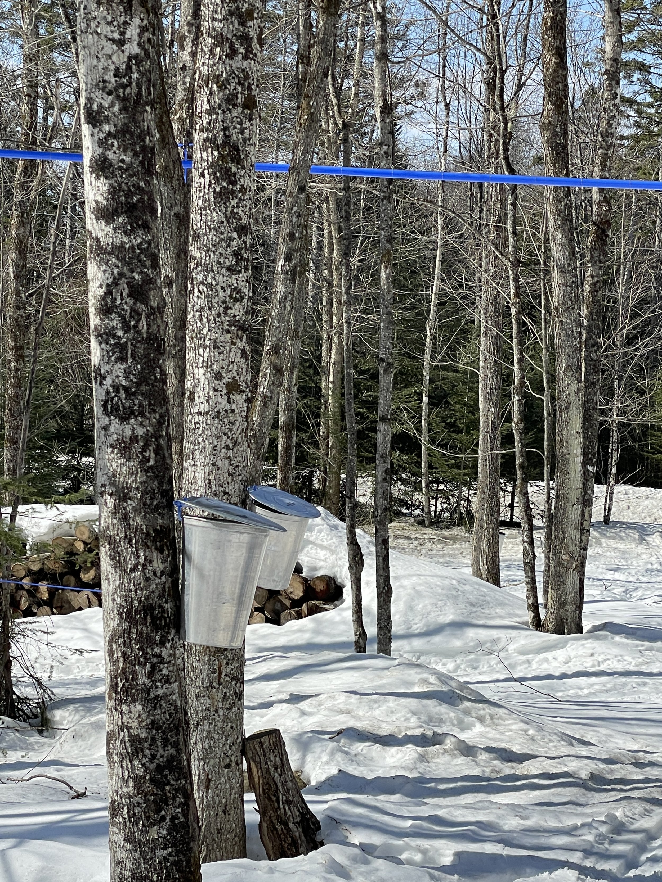 Une forêt enneigée avec plusieurs érables dont deux entaillés avec des chaudières suspendus au tronc pour récolter l'eau d'érable.