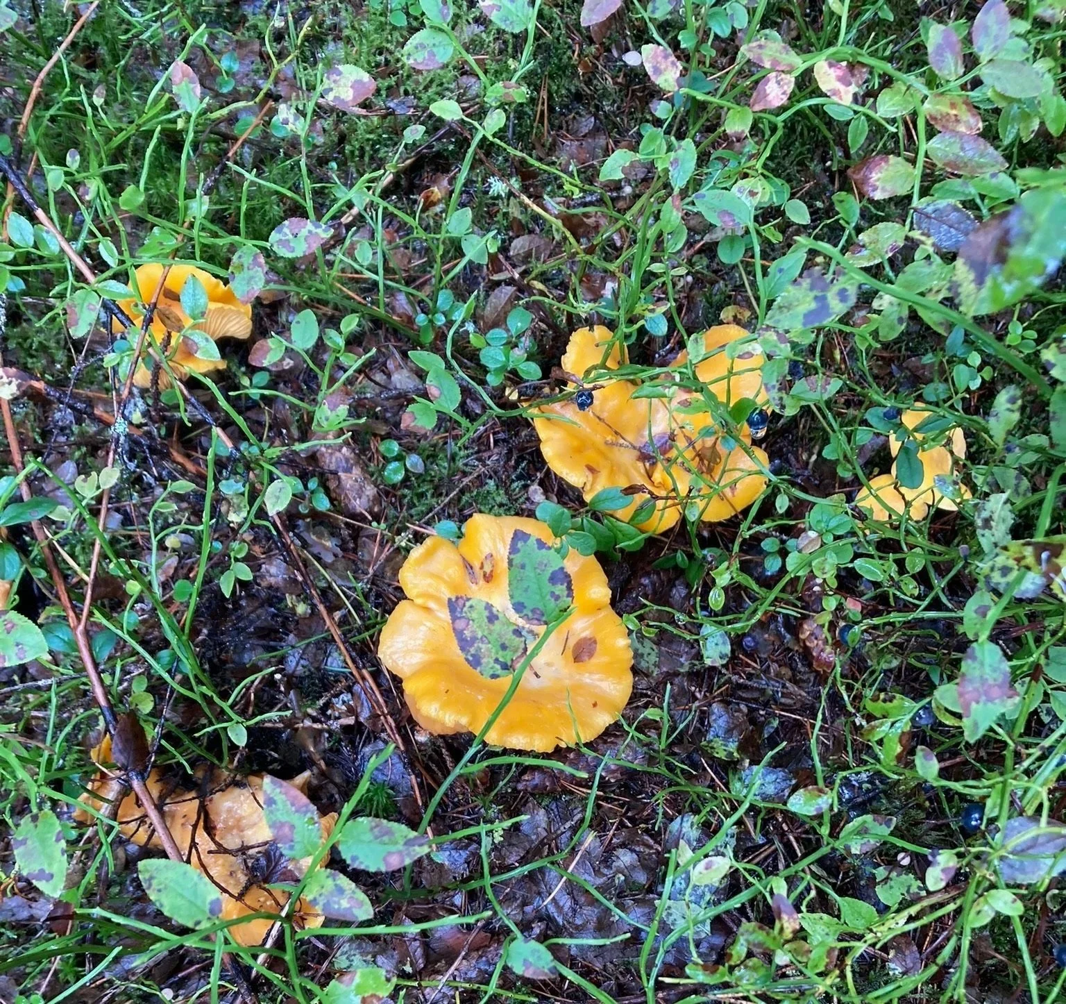 Kantareller nära huset på Ulvön under hösten. Perfekt utgångspunkt för en helg med svampplockning i Höga Kusten.