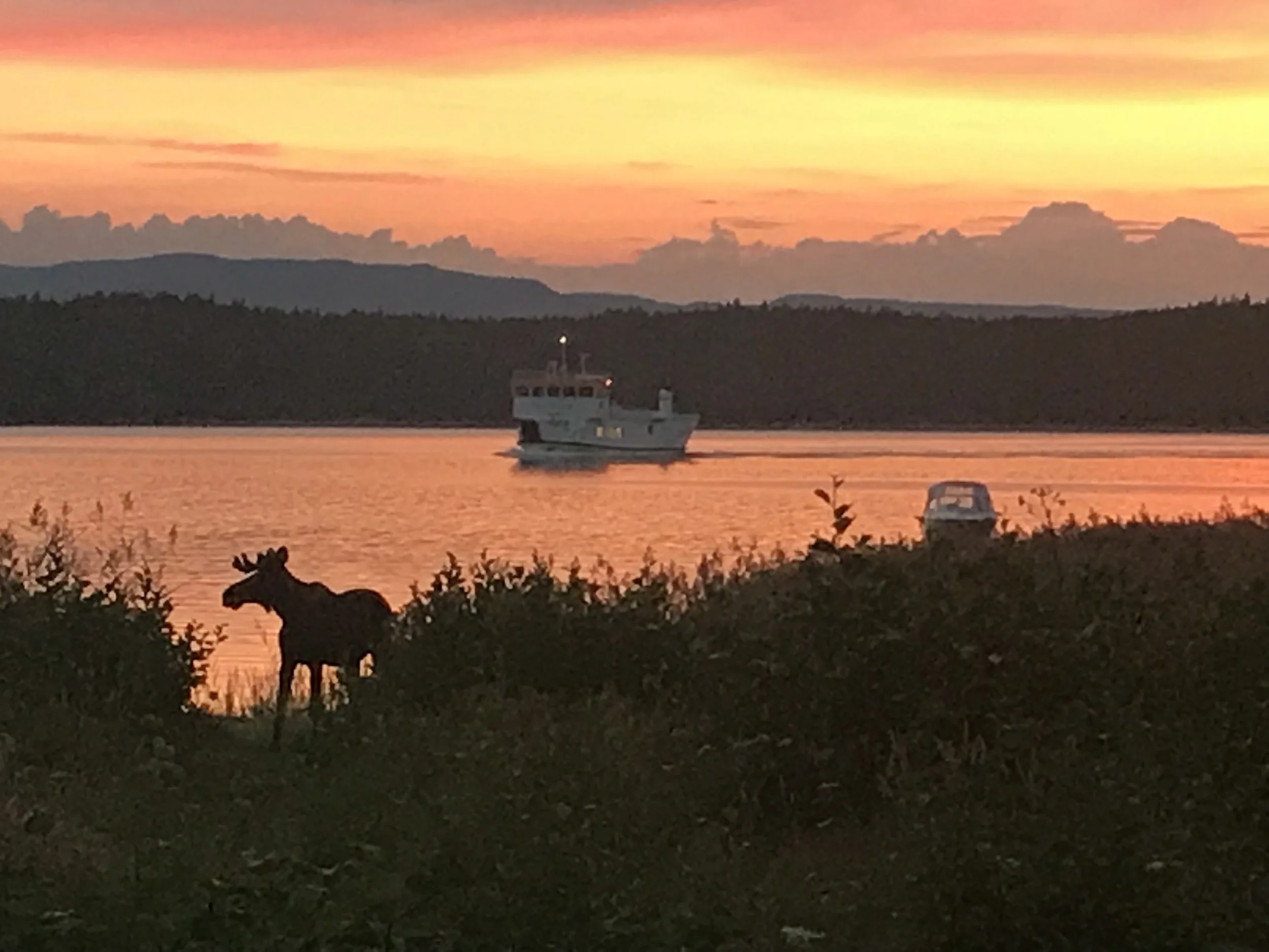 Solnedgång vid Fjären på Ulvön med färjan M/F Ulvön och en älg i förgrunden.