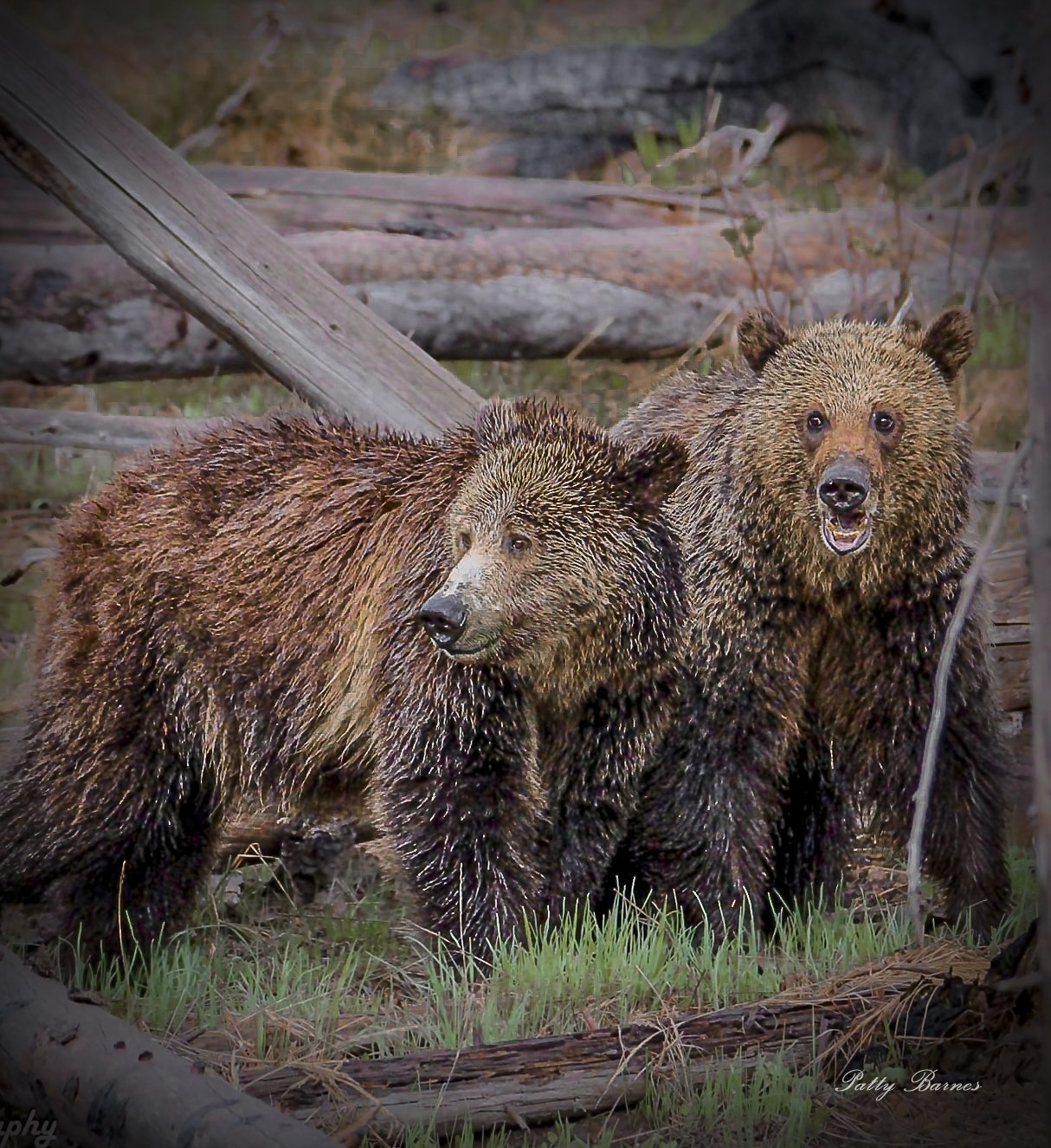 Brown bears. Mated pair