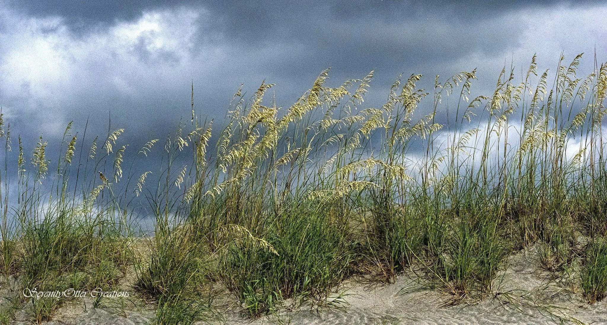 Beach grasses on stormy sky 3-2.jpg