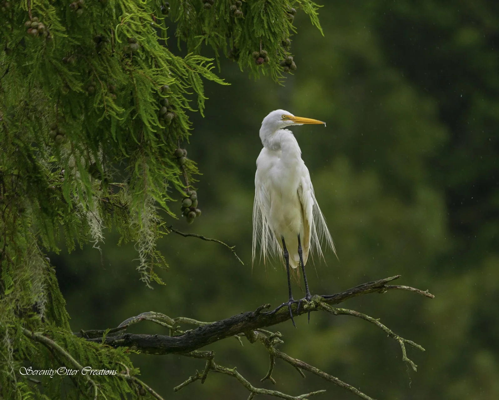 In the rain egret 2.jpg