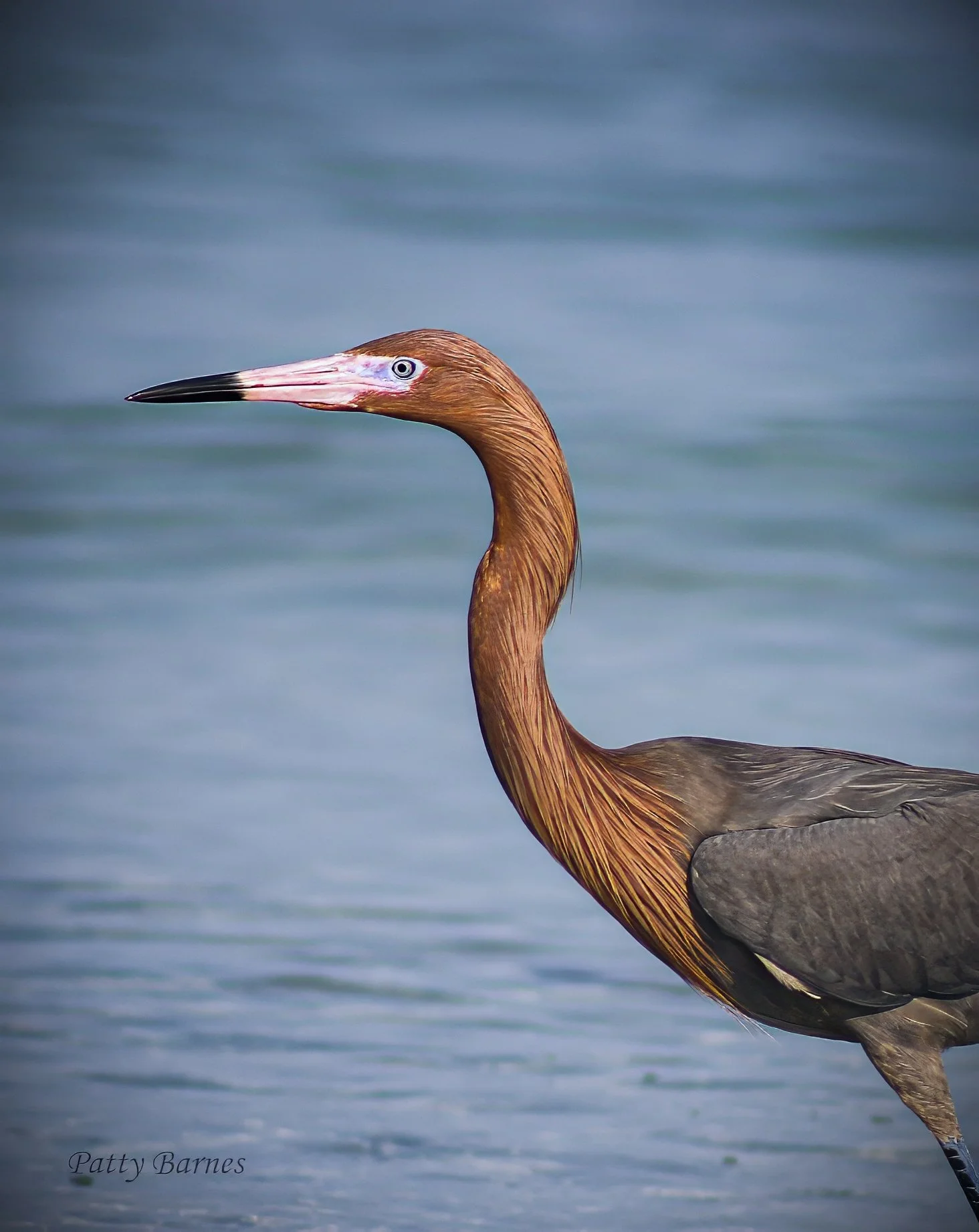 Beach Heron.jpeg