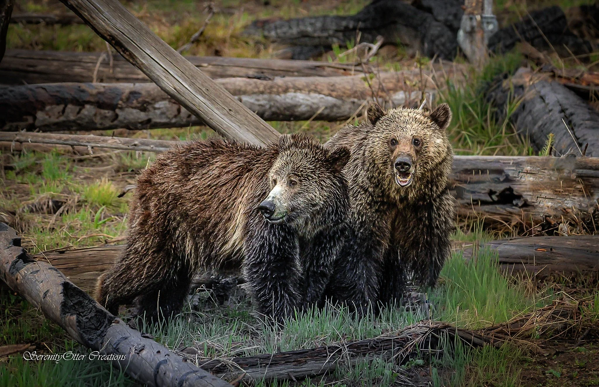 Full frame mated pair jpg.jpg