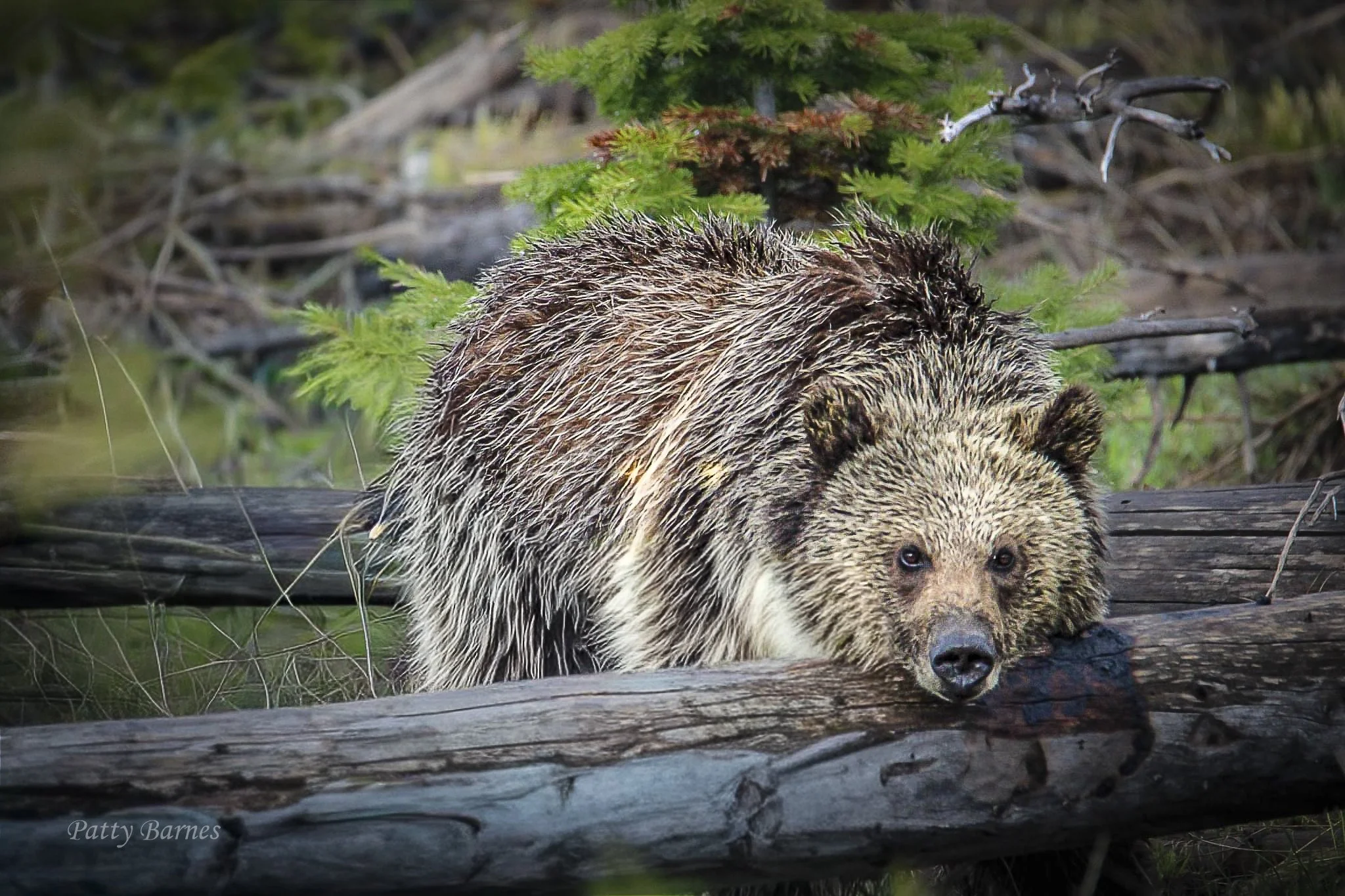 Contemplative Grizzly