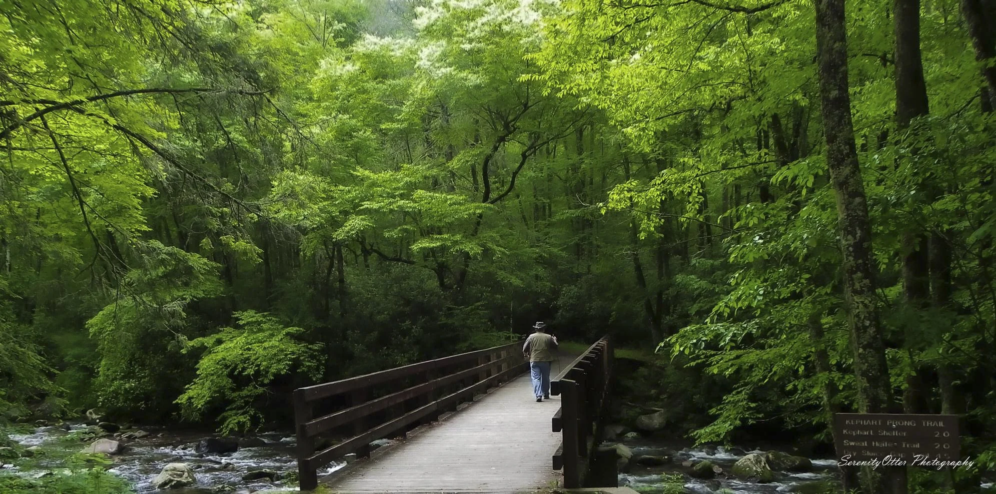 A walk in the woods.jpg