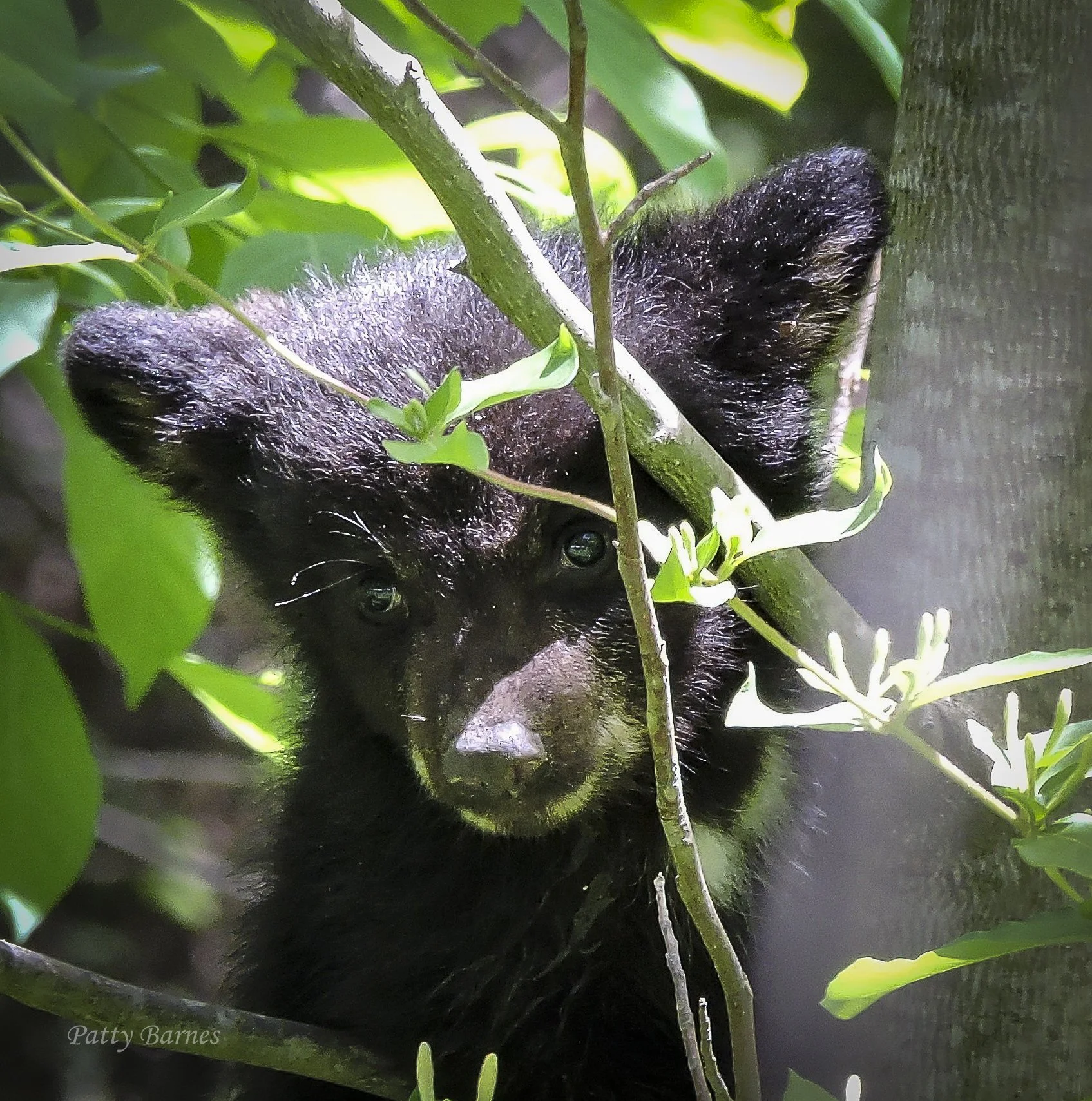Black bear cub in tree