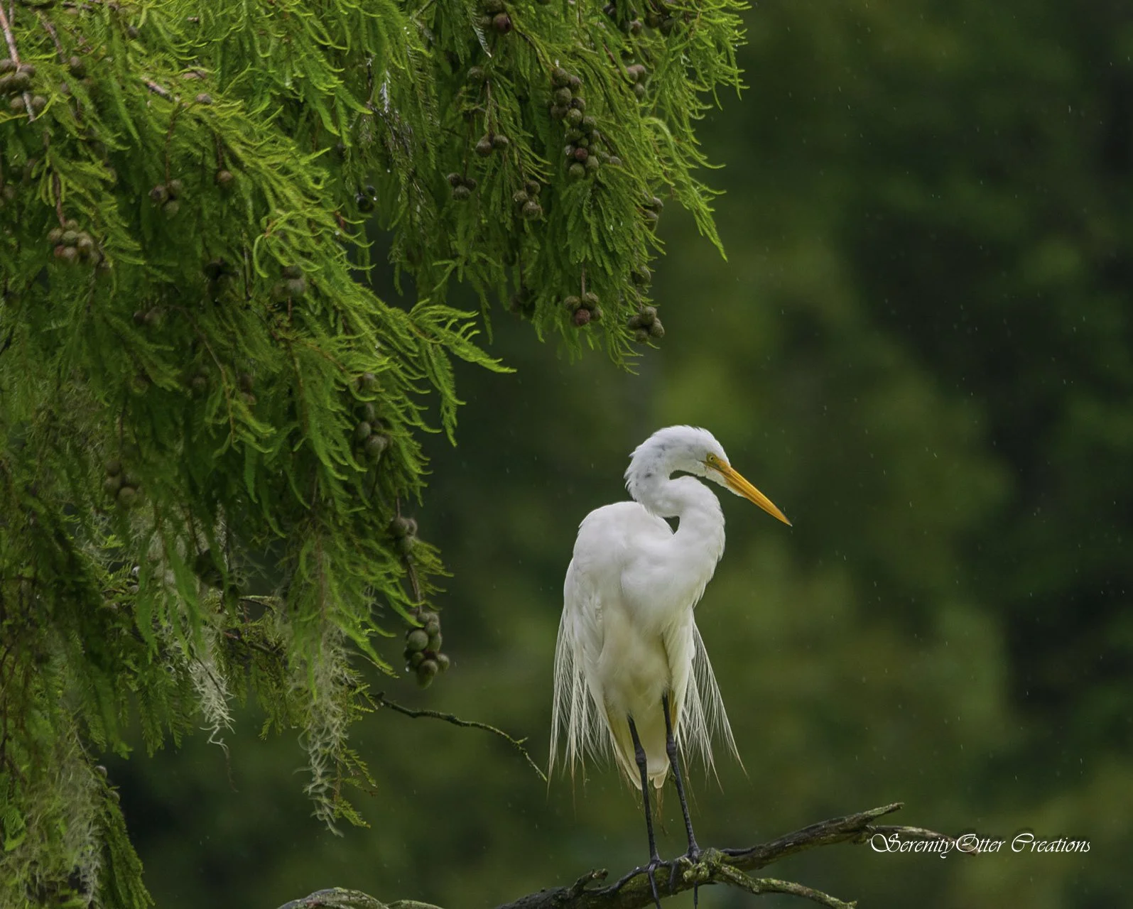 In the rain egret 1.jpg