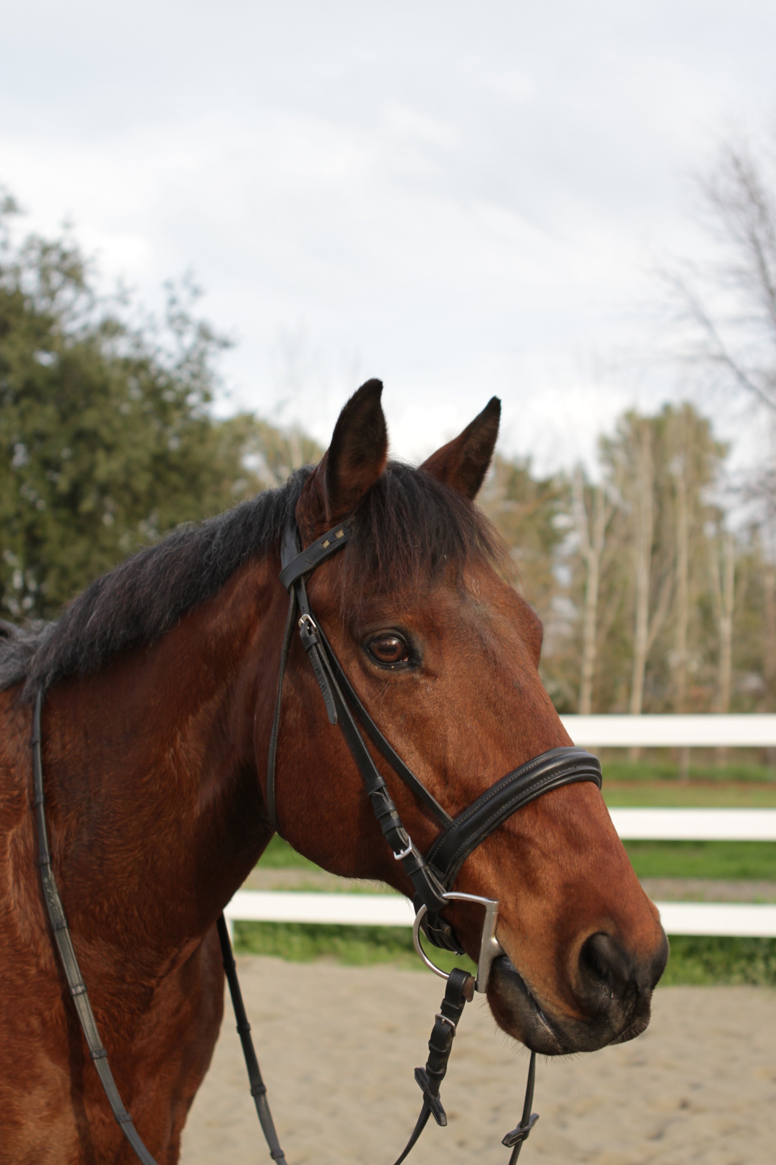 1:1 Diet Consultation