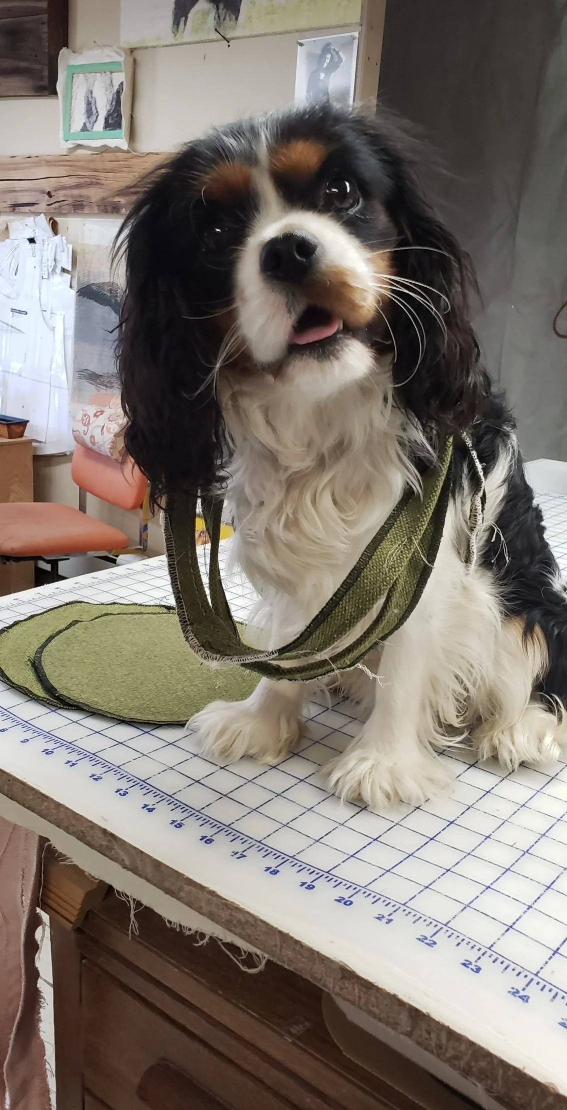 A small dog with black, white, and brown fur, sitting on a table with a green harness, in a room with a bulletin board, chairs, and photos on the wall.