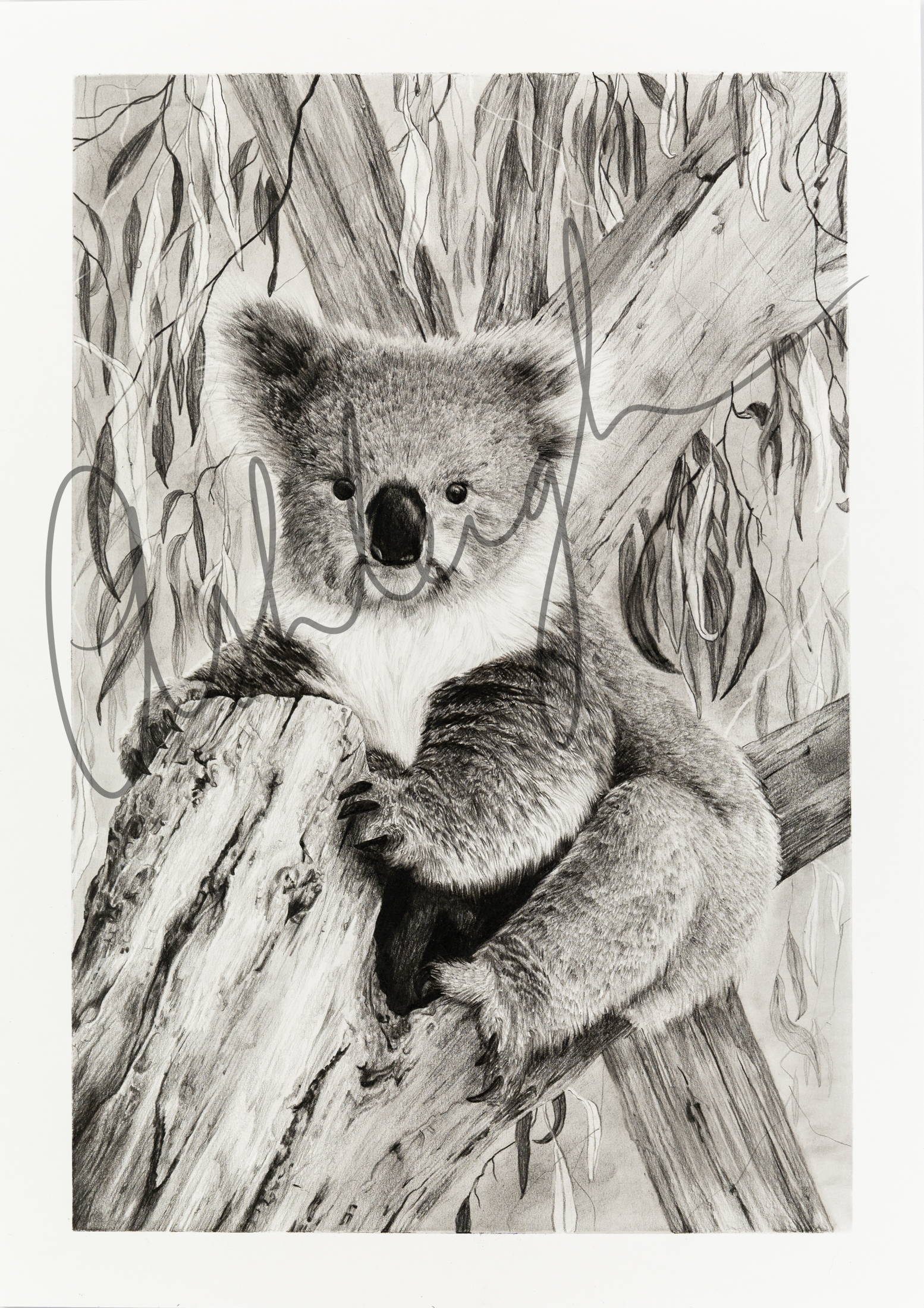 Koala Ashleigh Paper Edge WEB Watermarked.png