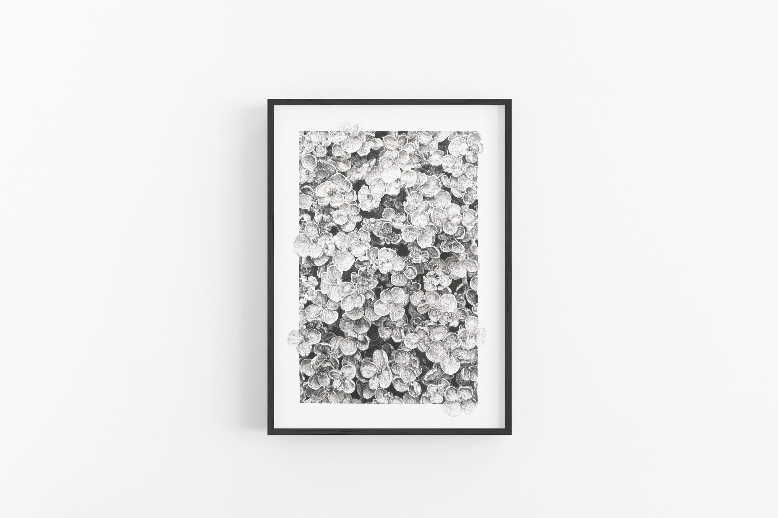 Hydrangea Envy Scene 132 (Black).png