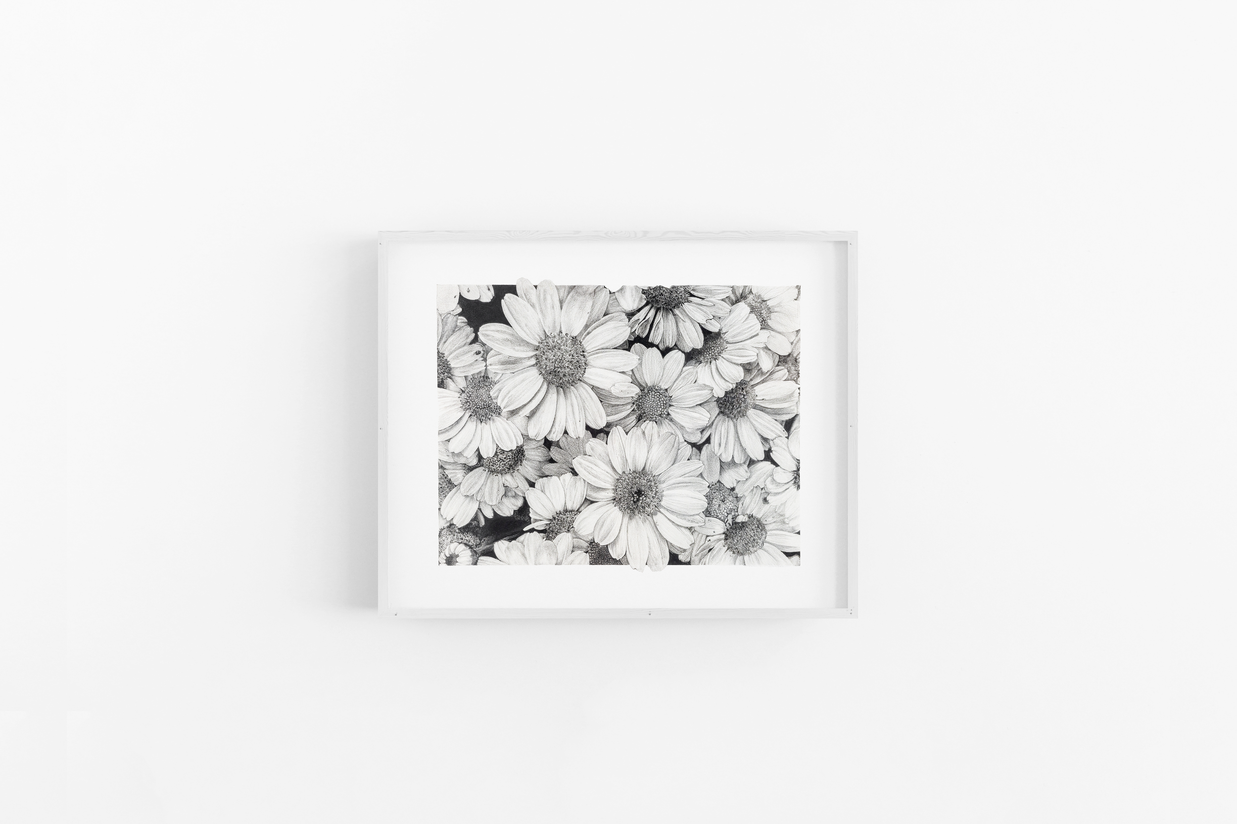 Bed of Daisies Scene 129 (White).png