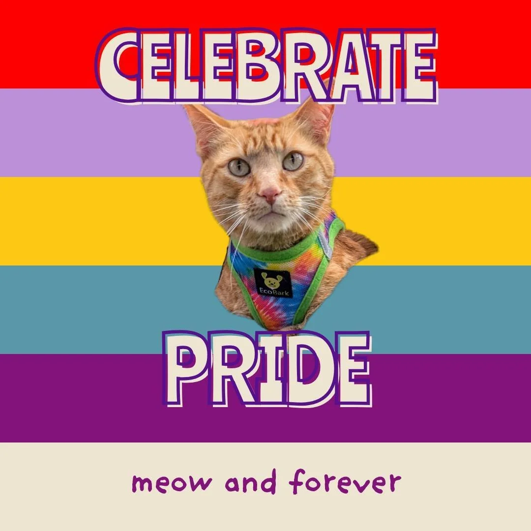 Happy Pride Month! ❤️🧡💛💚💙💜🩷🤍🩵
 #queeryouth #queercommunity #transyouth #pride2026 #lgbtq🌈