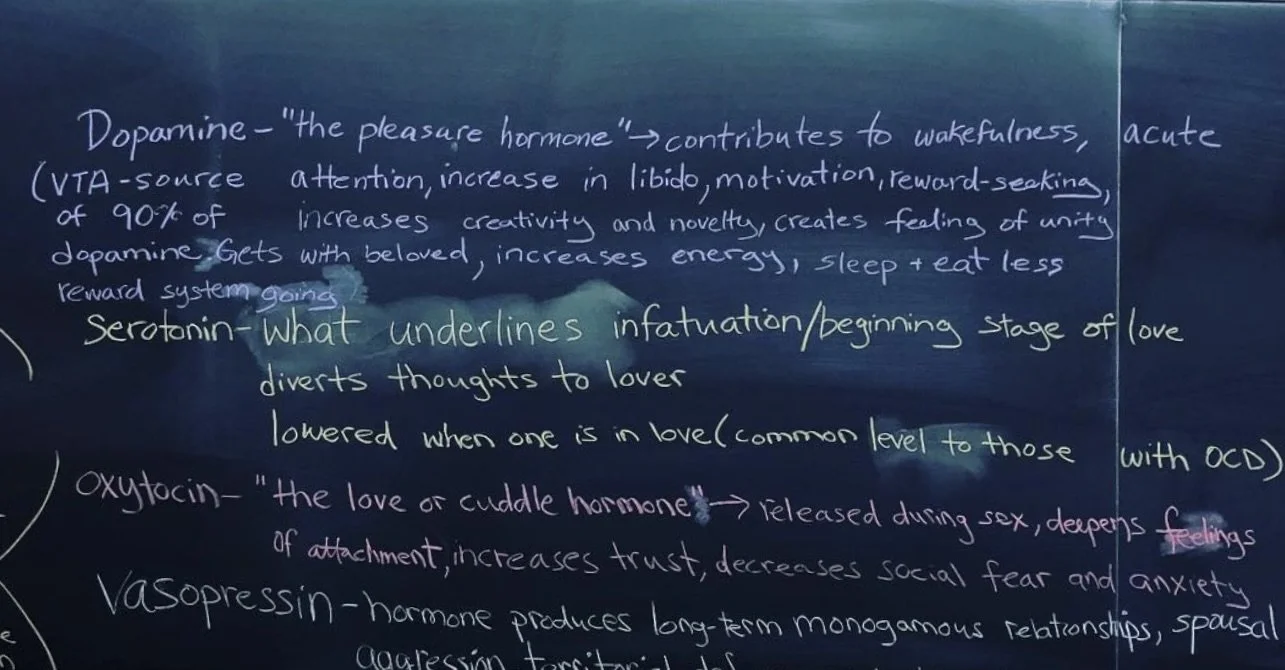 Professor Georgeson's hand written notes on a chalkboard about dopamine, serotonin, oxytocin, and vasopressin hormones, describing their effects and roles in the body and emotions.