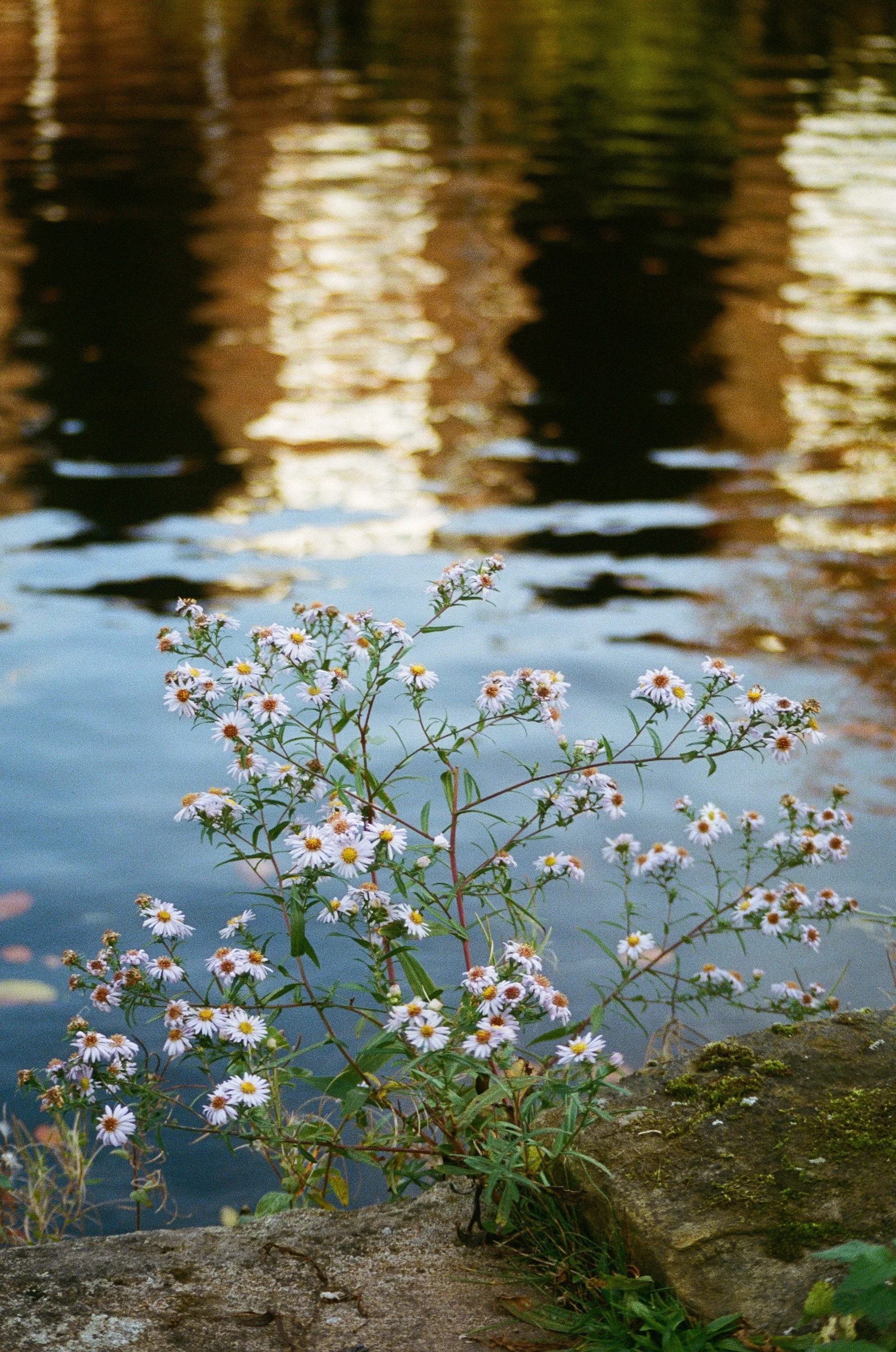 Wildflowers growing on a rocky shore beside a body of water, with reflections of trees and buildings on the water's surface.