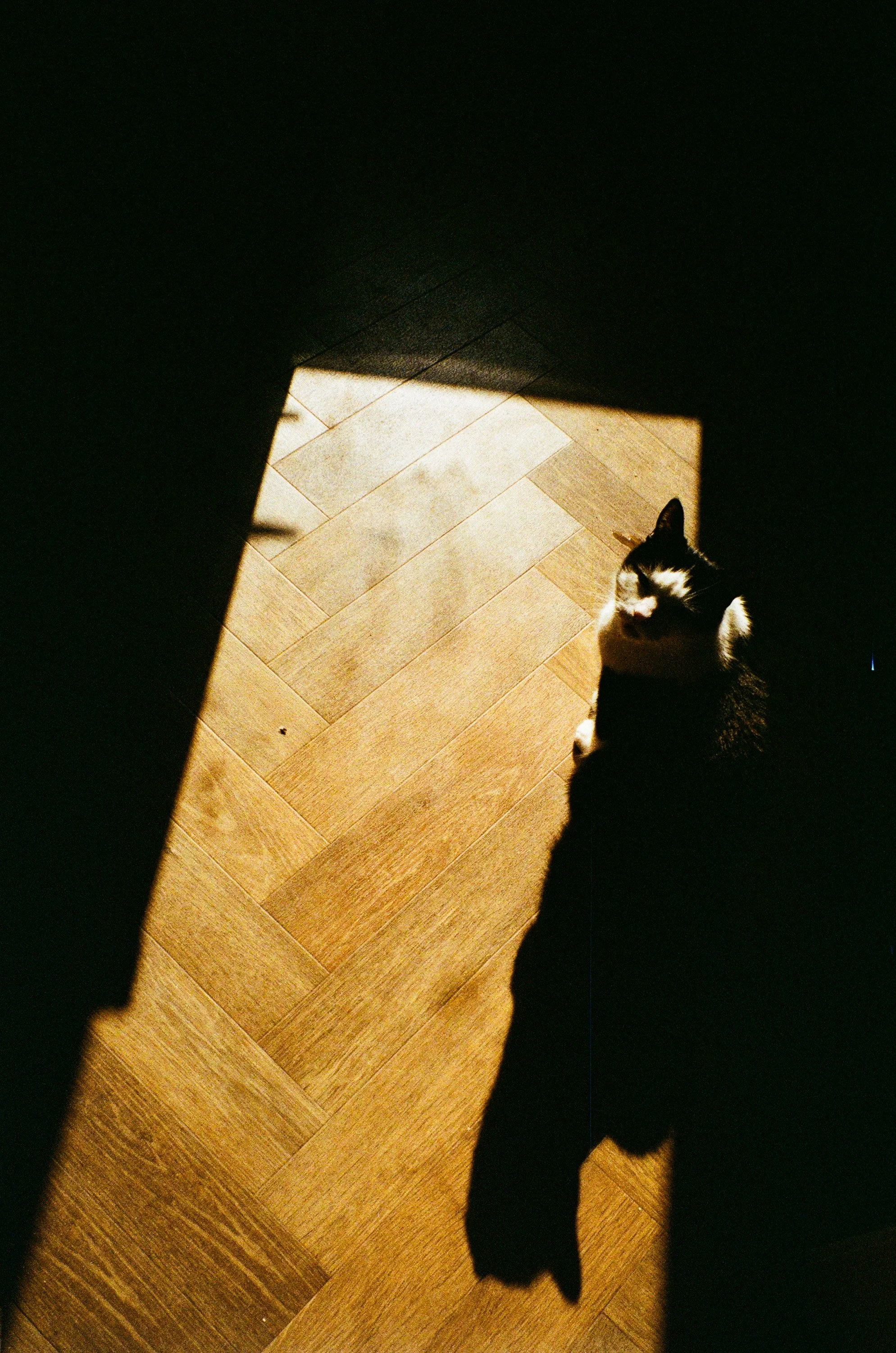 A black and white cat sitting on a wooden floor, partially illuminated by sunlight coming through an opening or window.