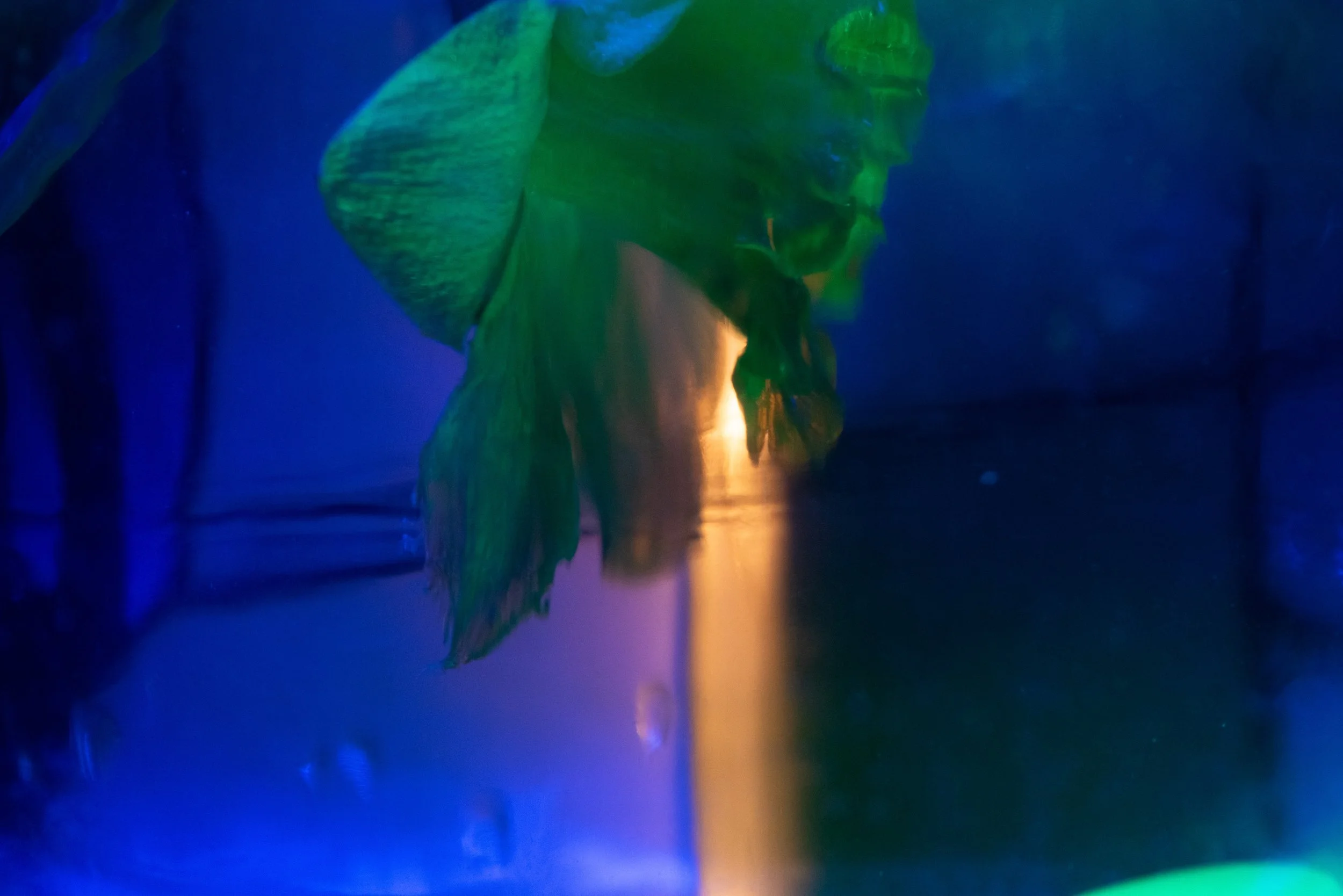 Green fish underwater, illuminated by blue and yellow lights.