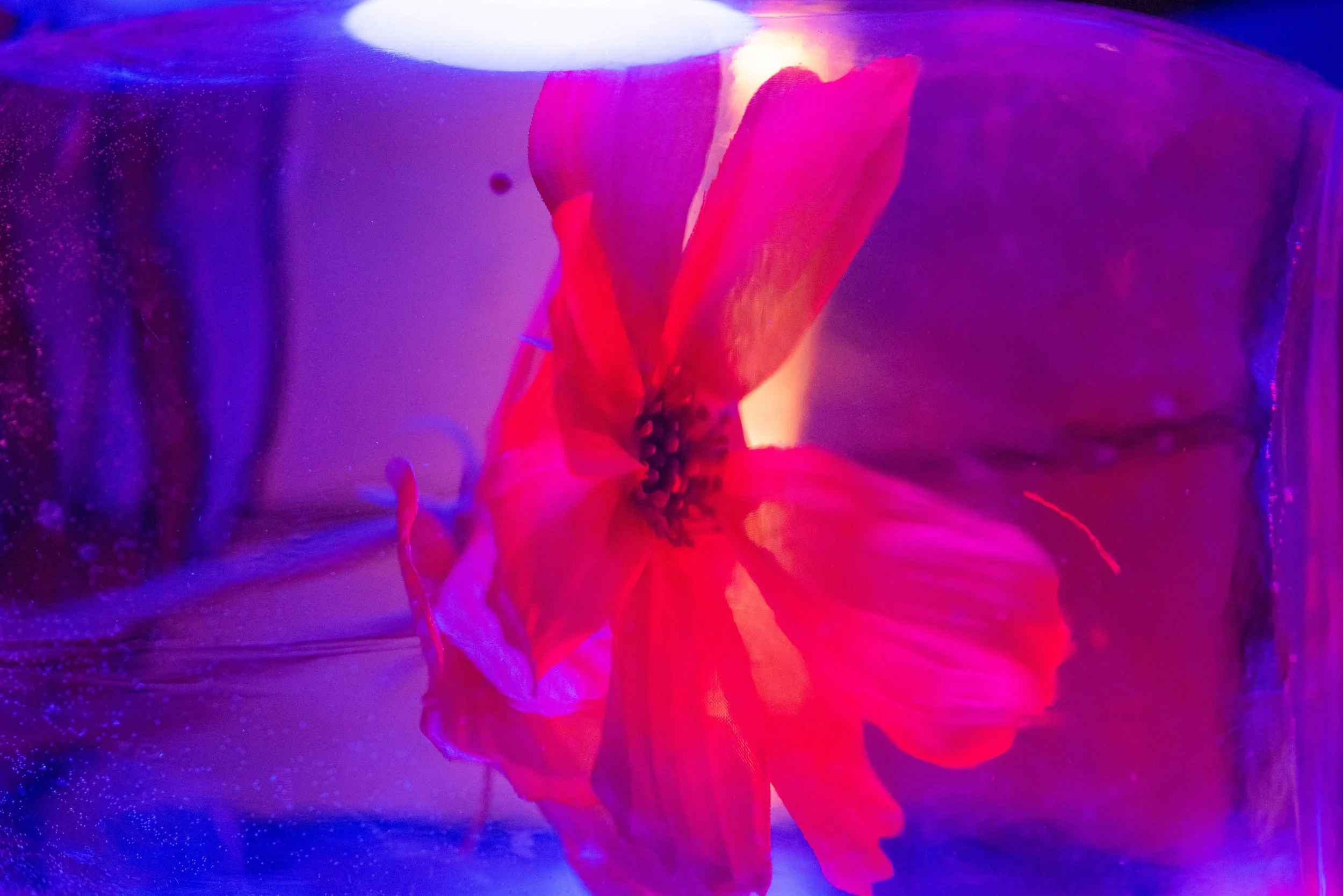 A close-up of a bright pink flower submerged in water, illuminated with vibrant pink and purple lighting.