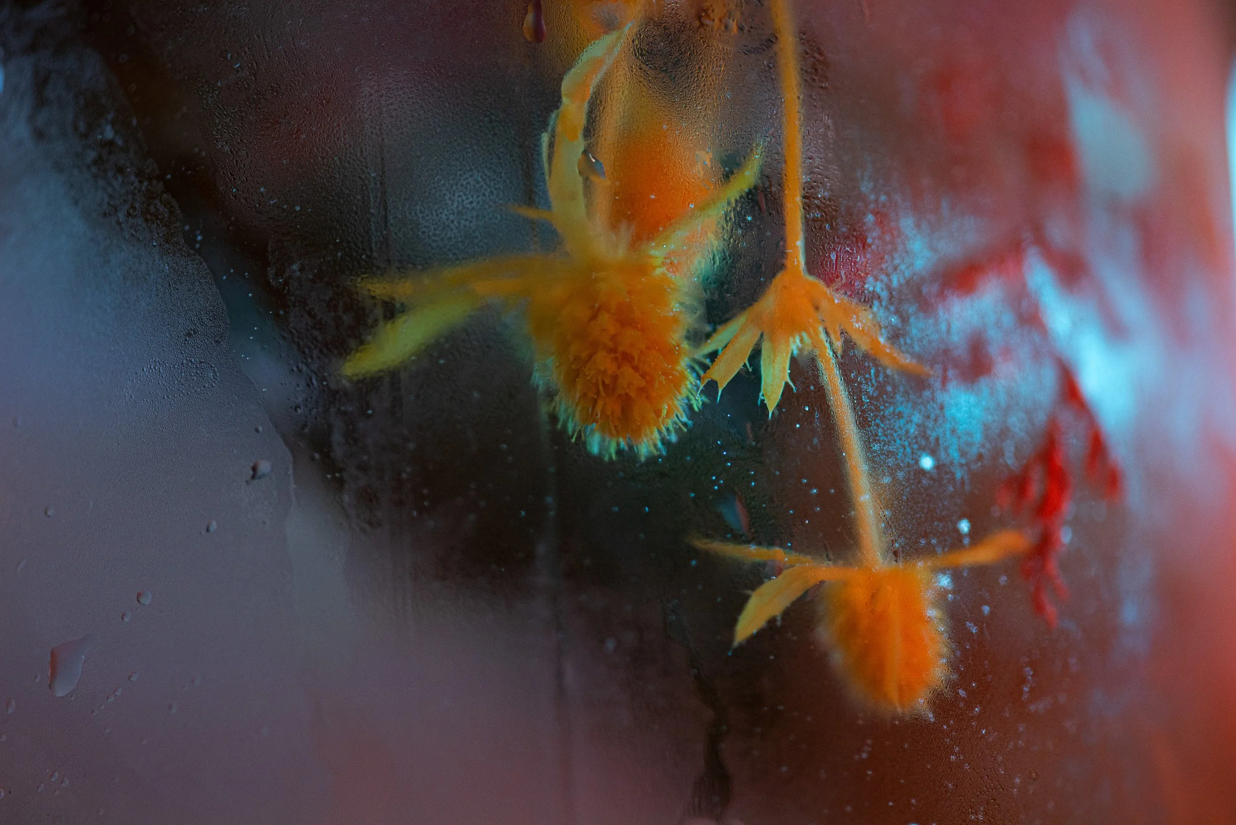 Close-up of small yellow-orange crabs on glass surface behind condensation and water droplets.