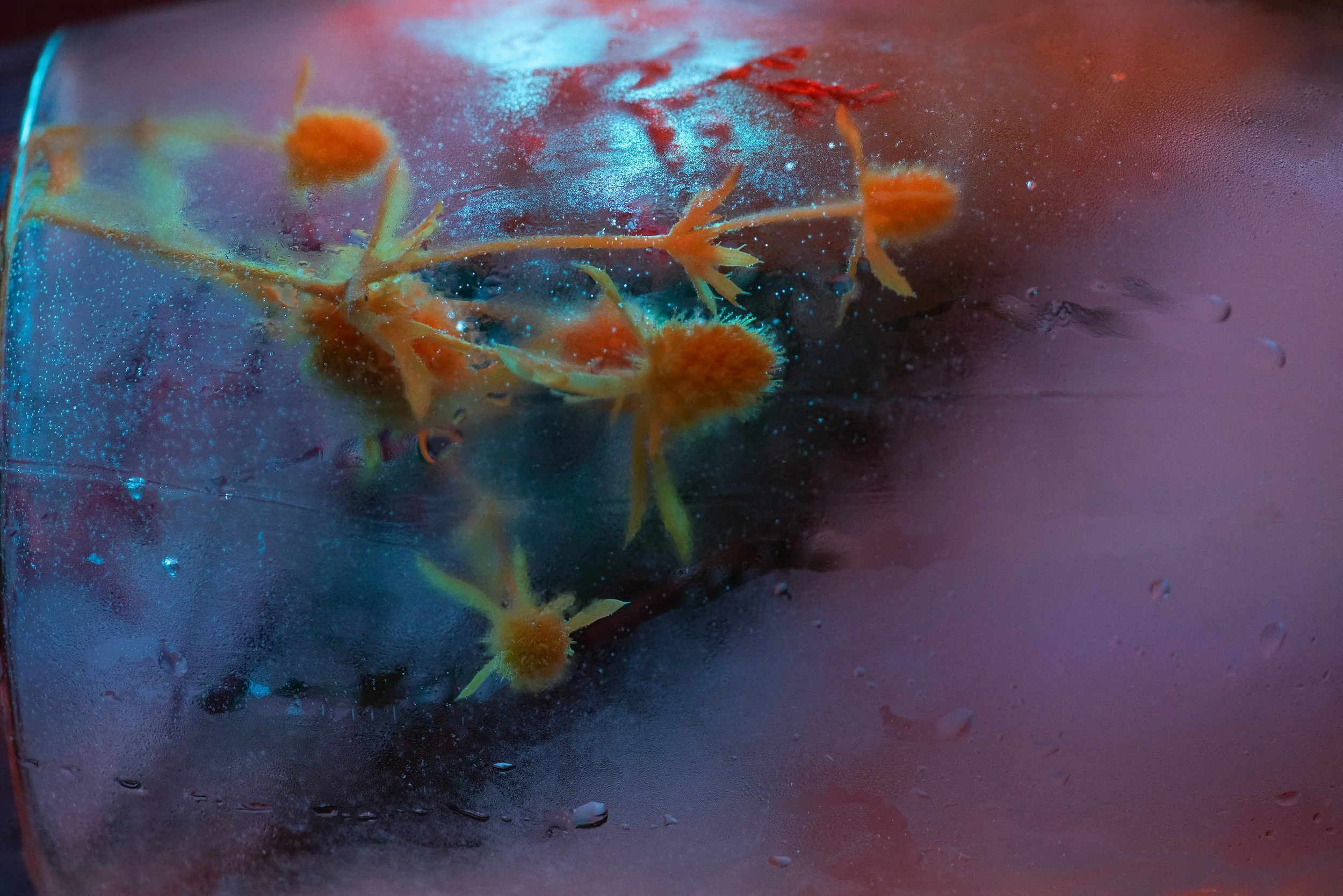 Close-up of orange tiny flowers with fuzzy centers on a reflective surface with water droplets, illuminated by colorful lights.