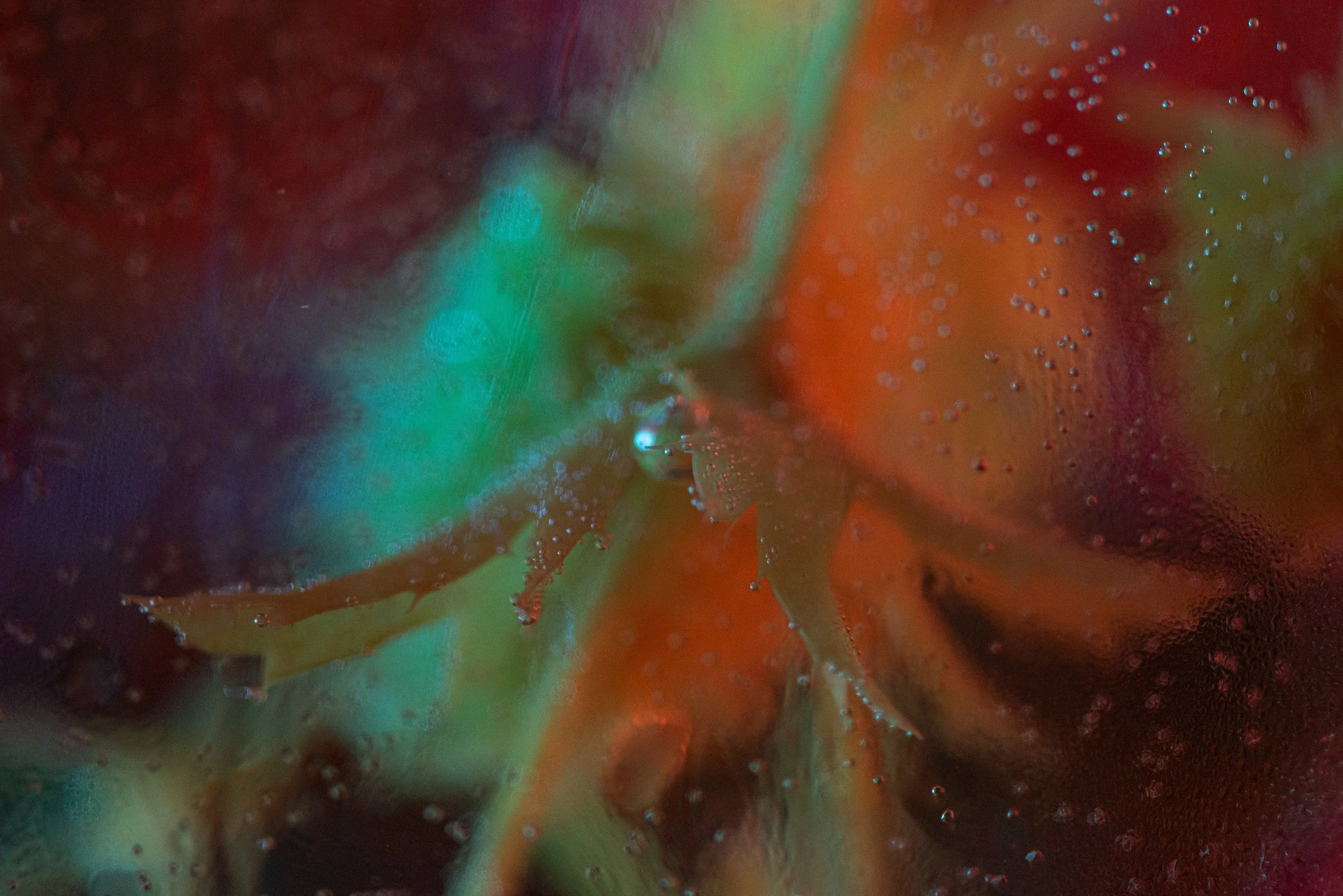 Close-up of a multi-colored flower with dew droplets on its petals.