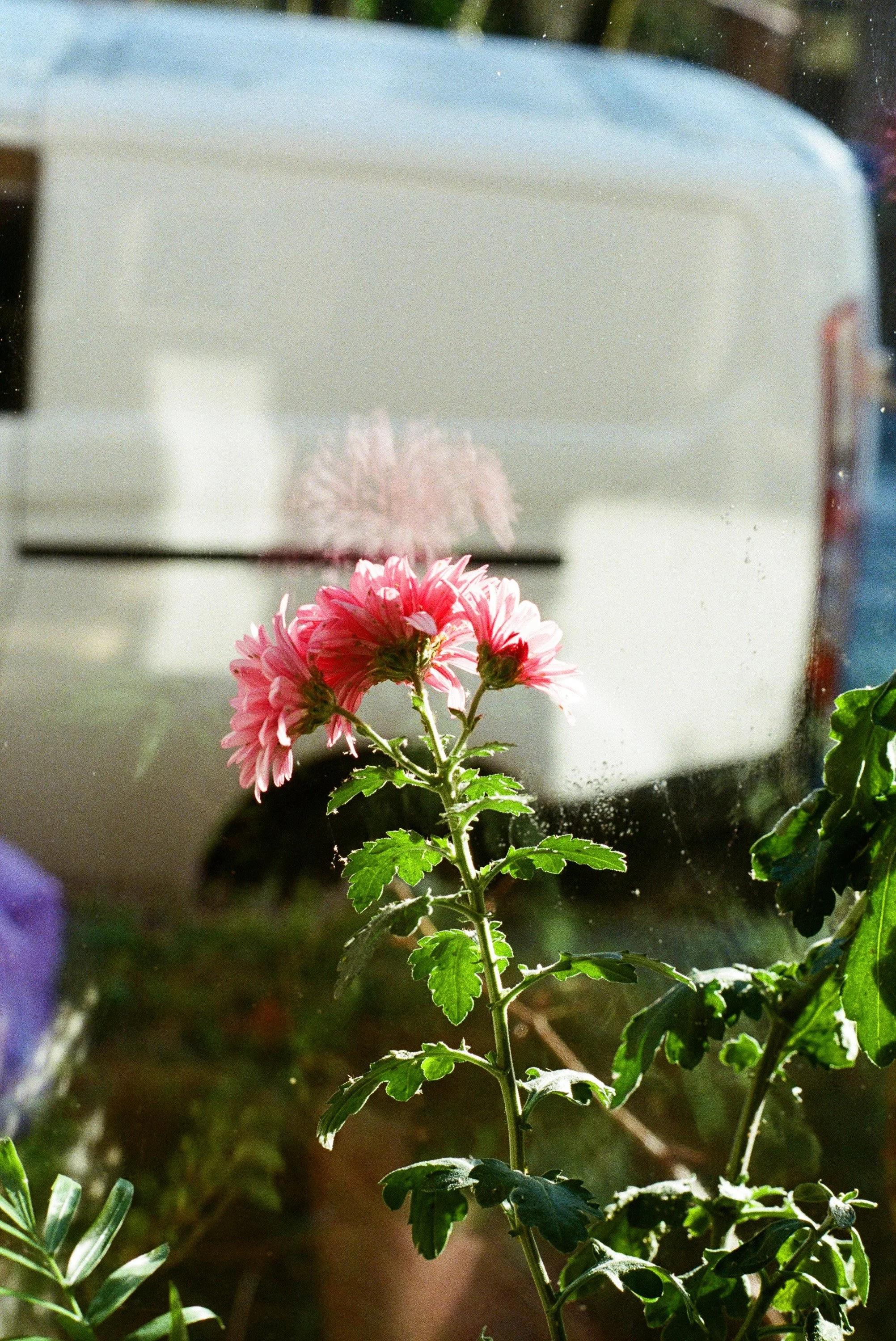 Pink chrysanthemum flower with green leaves outside, with a blurred white vehicle and trees in the background.