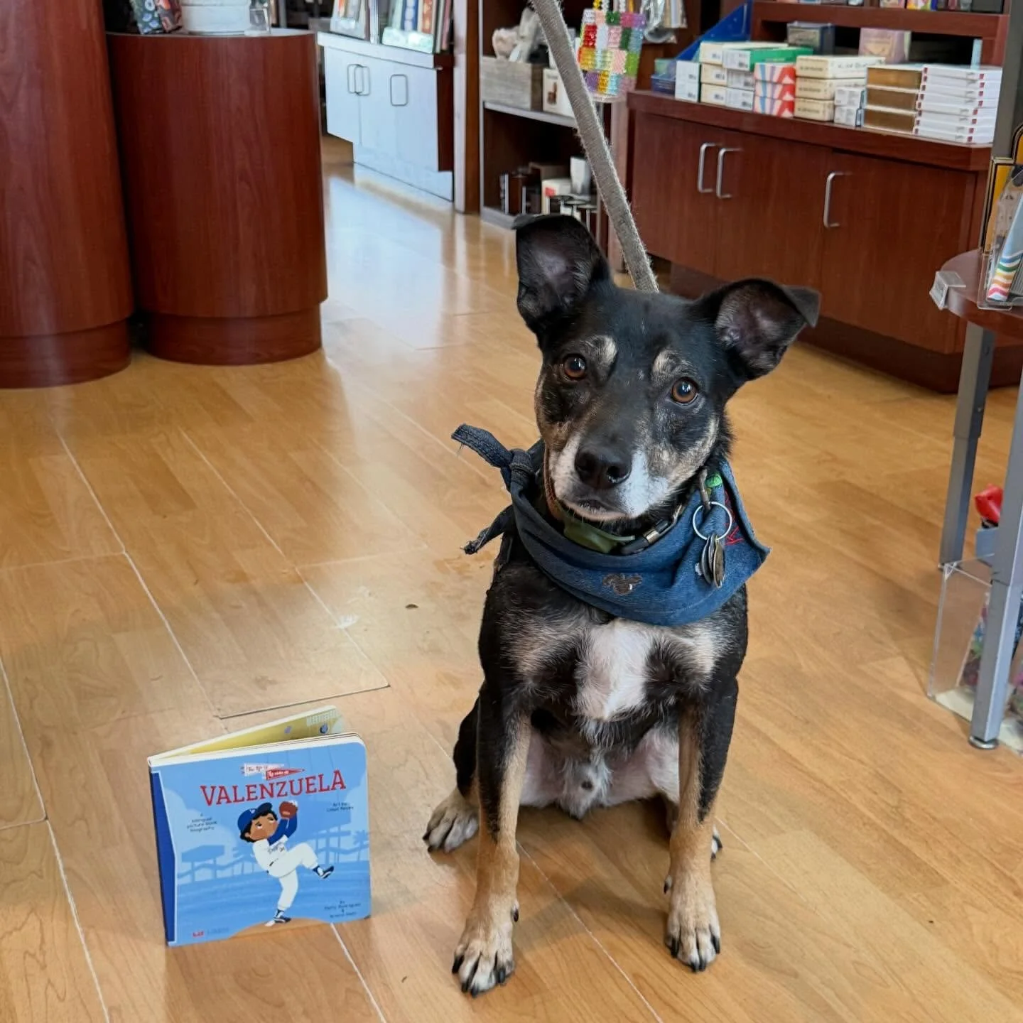 Our adorable customer Koufax stopped in right when we were unloading the book &ldquo;Valenzuela!&rdquo; 💙 Go Dodgers! 💙

#dtculvercity #losangeles #dodgers #dodgerdog