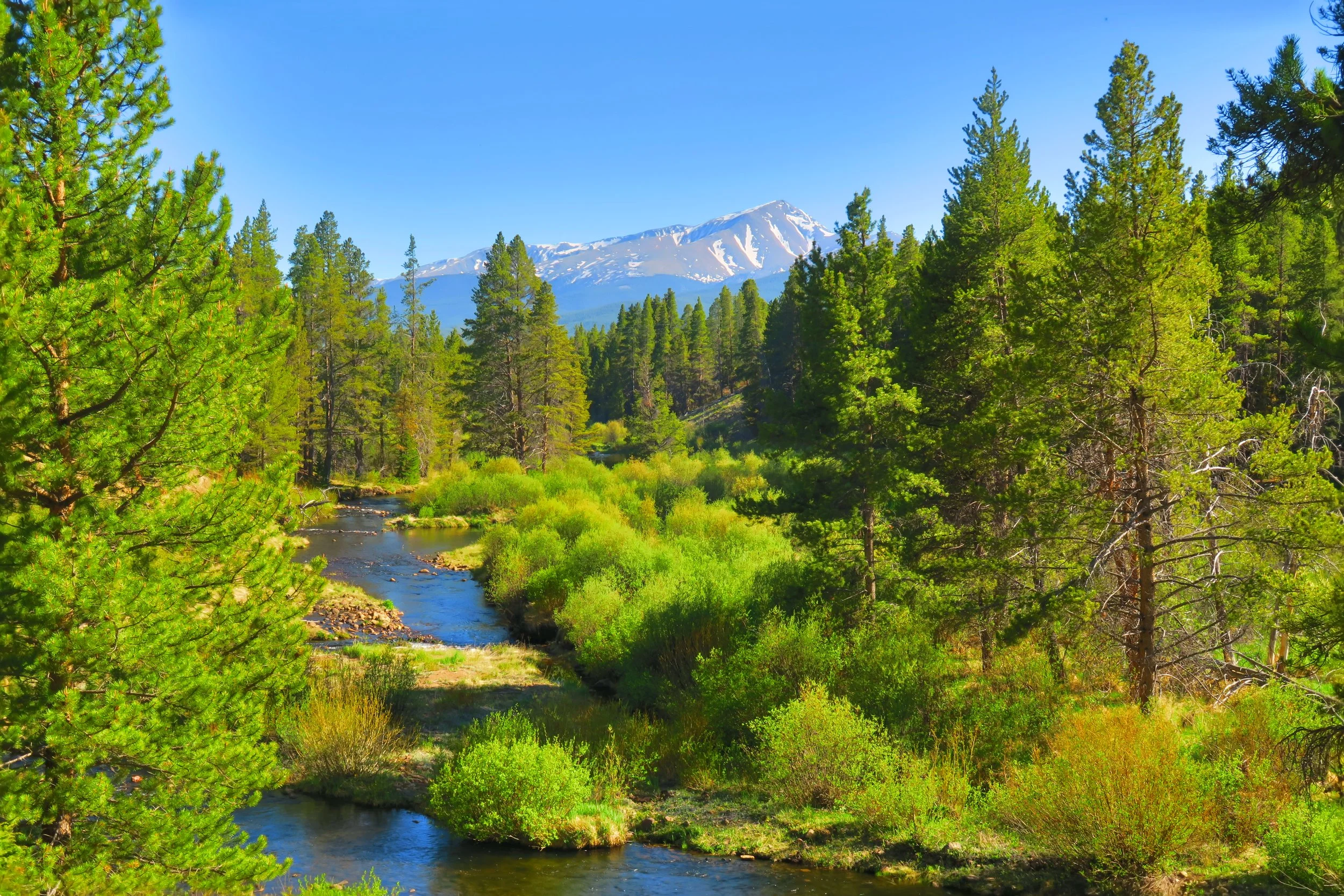 Snow-capped mountain in the background with a lush green forest and a winding river in the foreground.